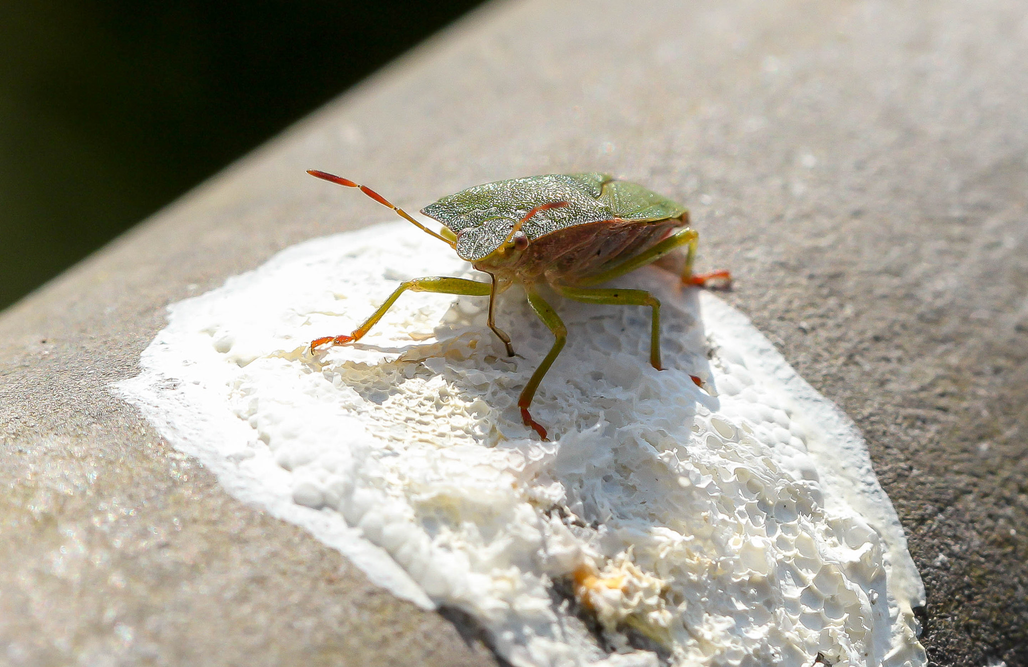 Canon EOS 700D (EOS Rebel T5i / EOS Kiss X7i) + Canon EF 100mm F2.8 Macro USM sample photo. Bug photography