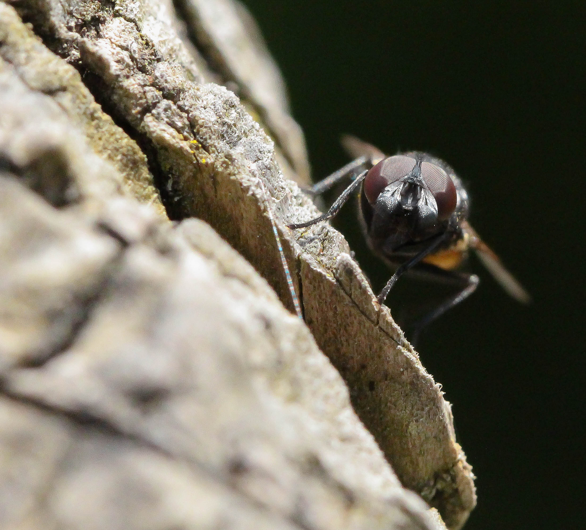 Canon EOS 700D (EOS Rebel T5i / EOS Kiss X7i) + Canon EF 100mm F2.8 Macro USM sample photo. The fly pt 2 photography