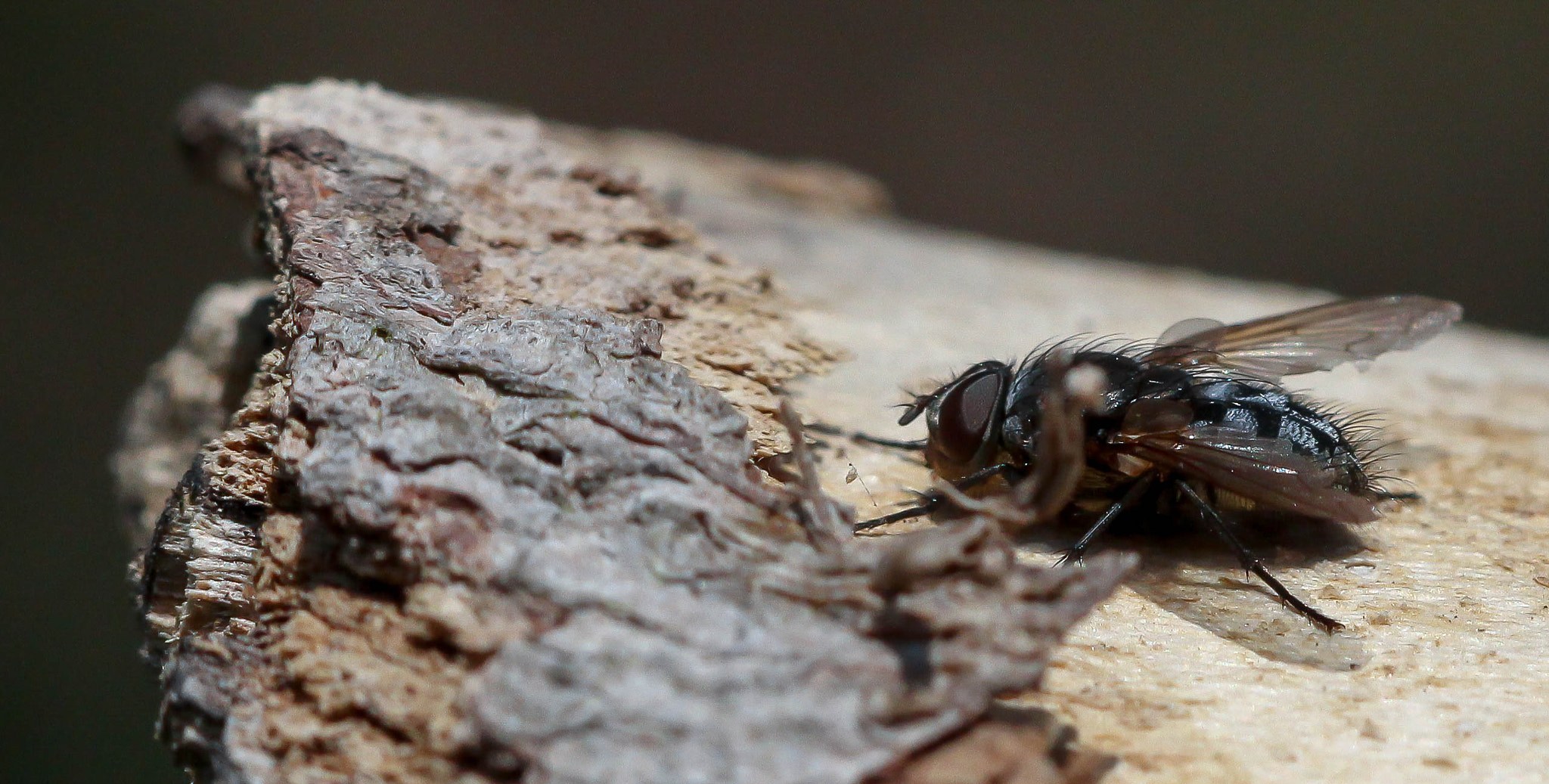 Canon EOS 700D (EOS Rebel T5i / EOS Kiss X7i) + Canon EF 100mm F2.8 Macro USM sample photo. The fly photography