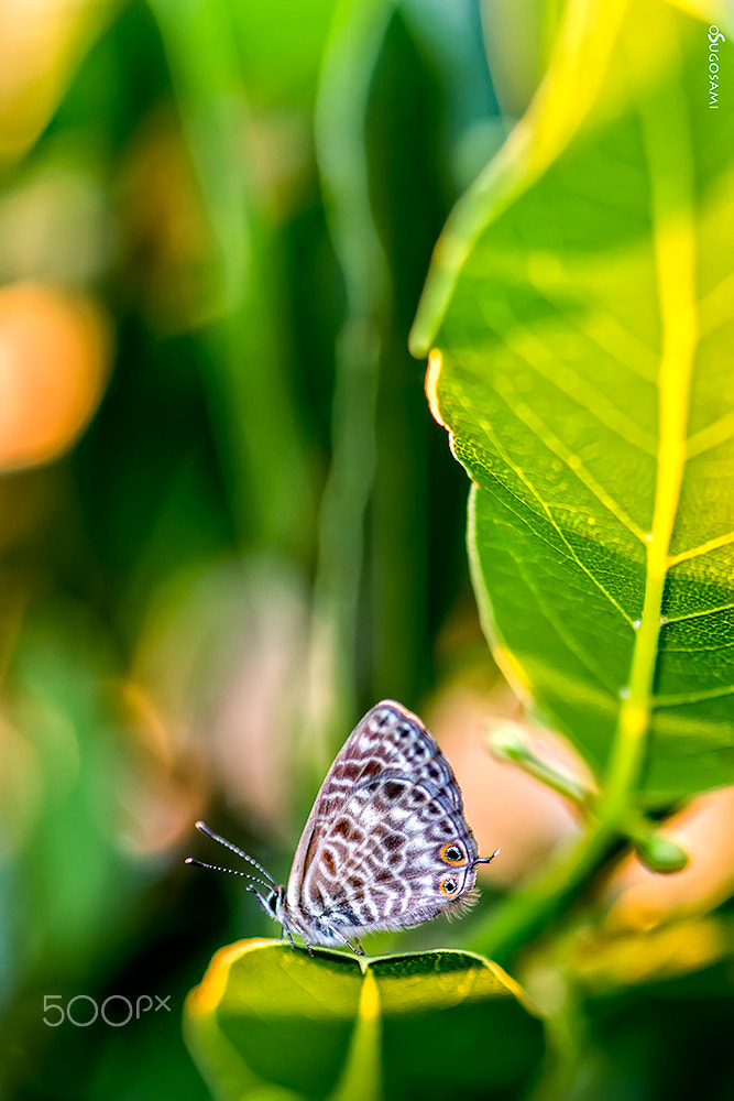Canon EOS 70D + Sigma 105mm F2.8 EX DG Macro sample photo. Leptothes pirithous photography