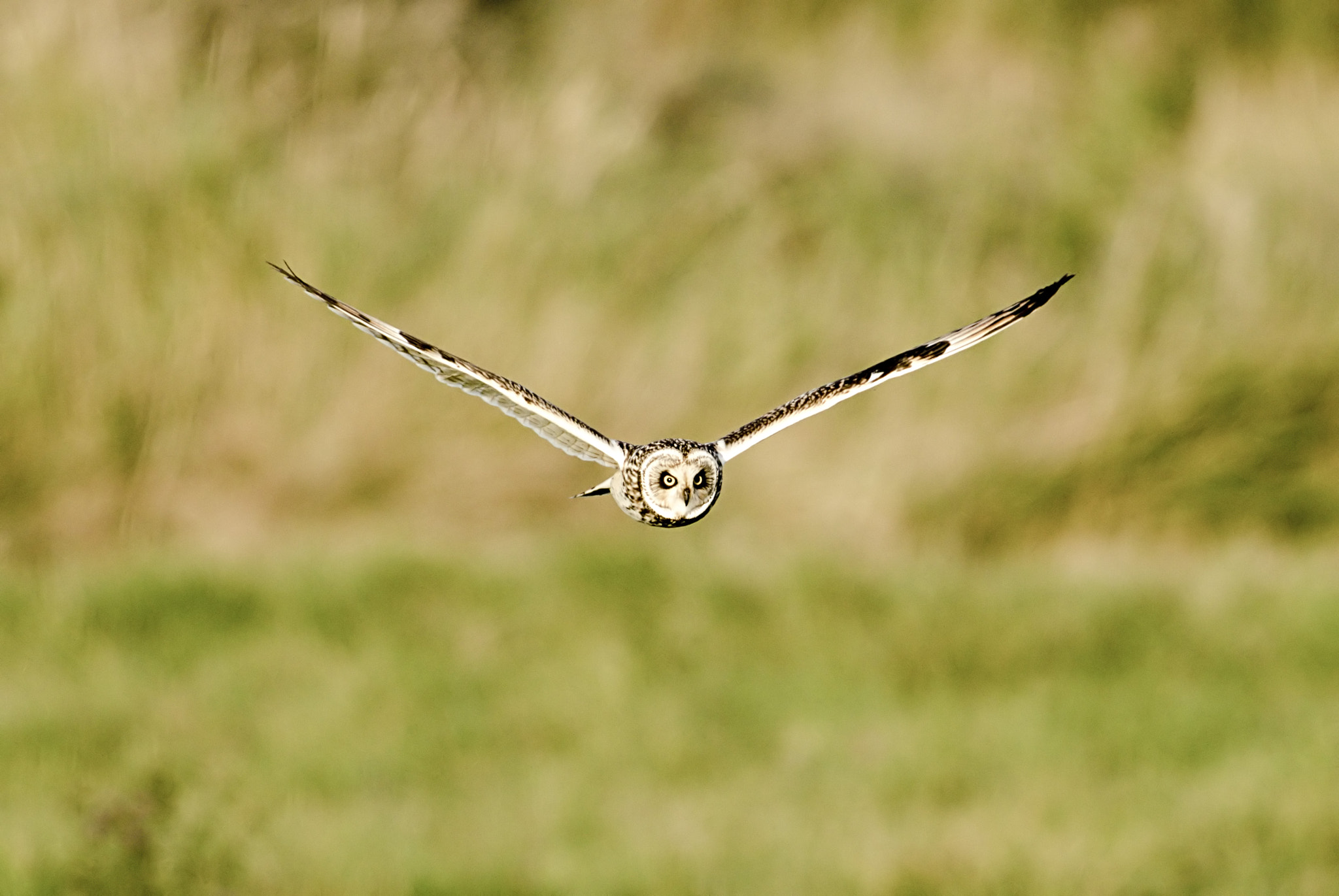 Nikon AF-S Nikkor 300mm F2.8G ED-IF VR sample photo. Short eared owl on the prowl photography