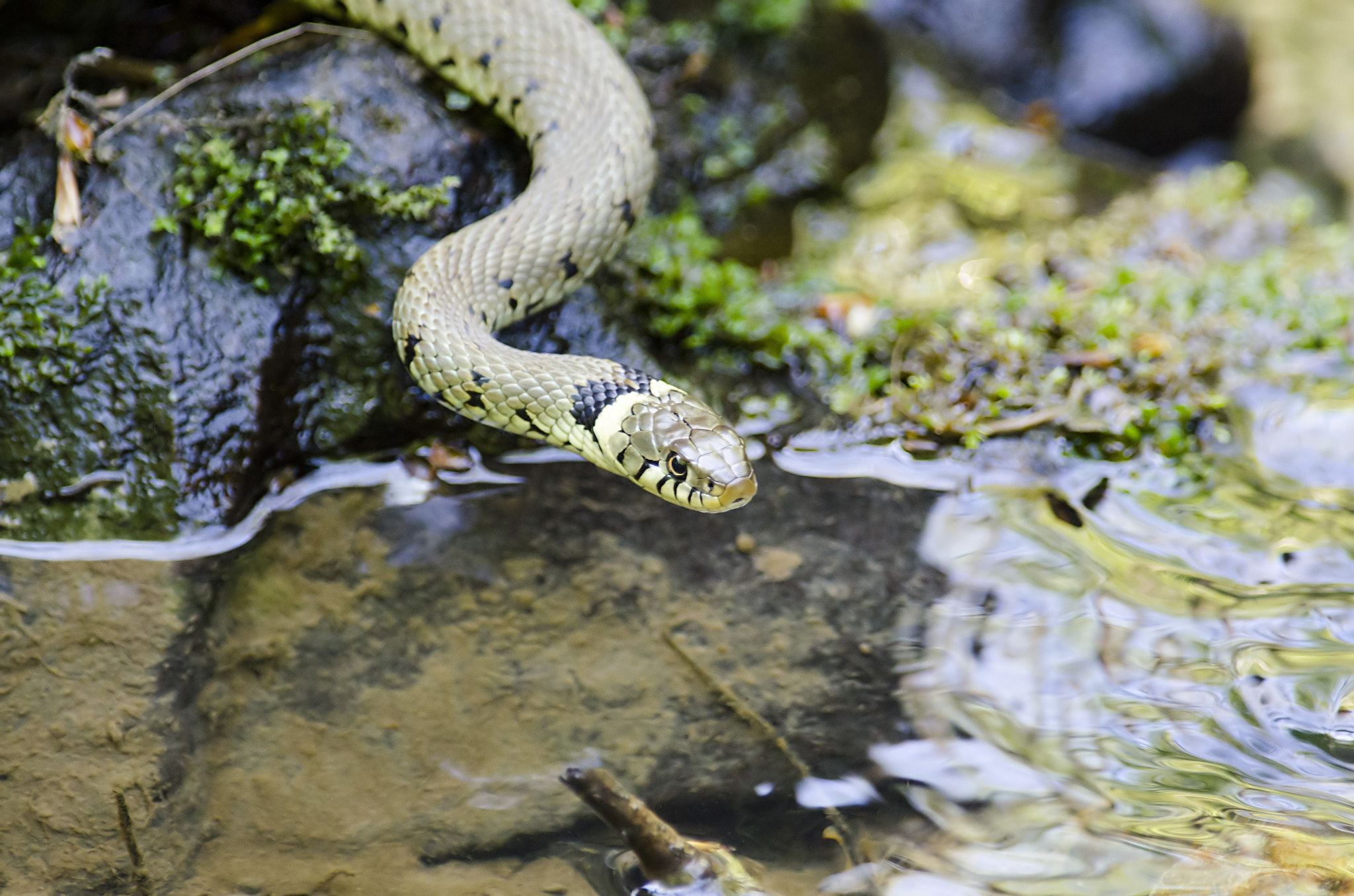 Nikon AF-S Nikkor 300mm F2.8G ED-IF VR sample photo. Grass snake photography