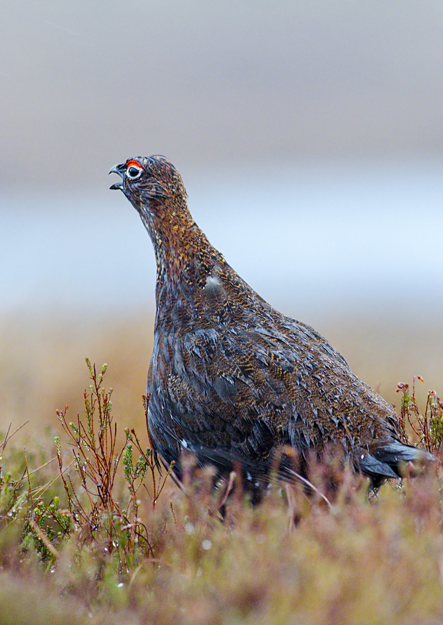 Nikon D7000 + Nikon AF-S Nikkor 300mm F2.8G ED-IF VR sample photo. Red grouse, lagopus lagopus, calling in early spring, scotland photography