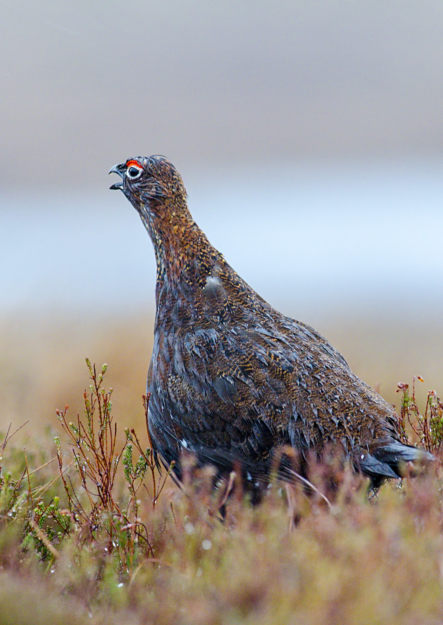 Nikon AF-S Nikkor 300mm F2.8G ED-IF VR sample photo. Red grouse, lagopus lagopus, calling in early spring, scotland photography