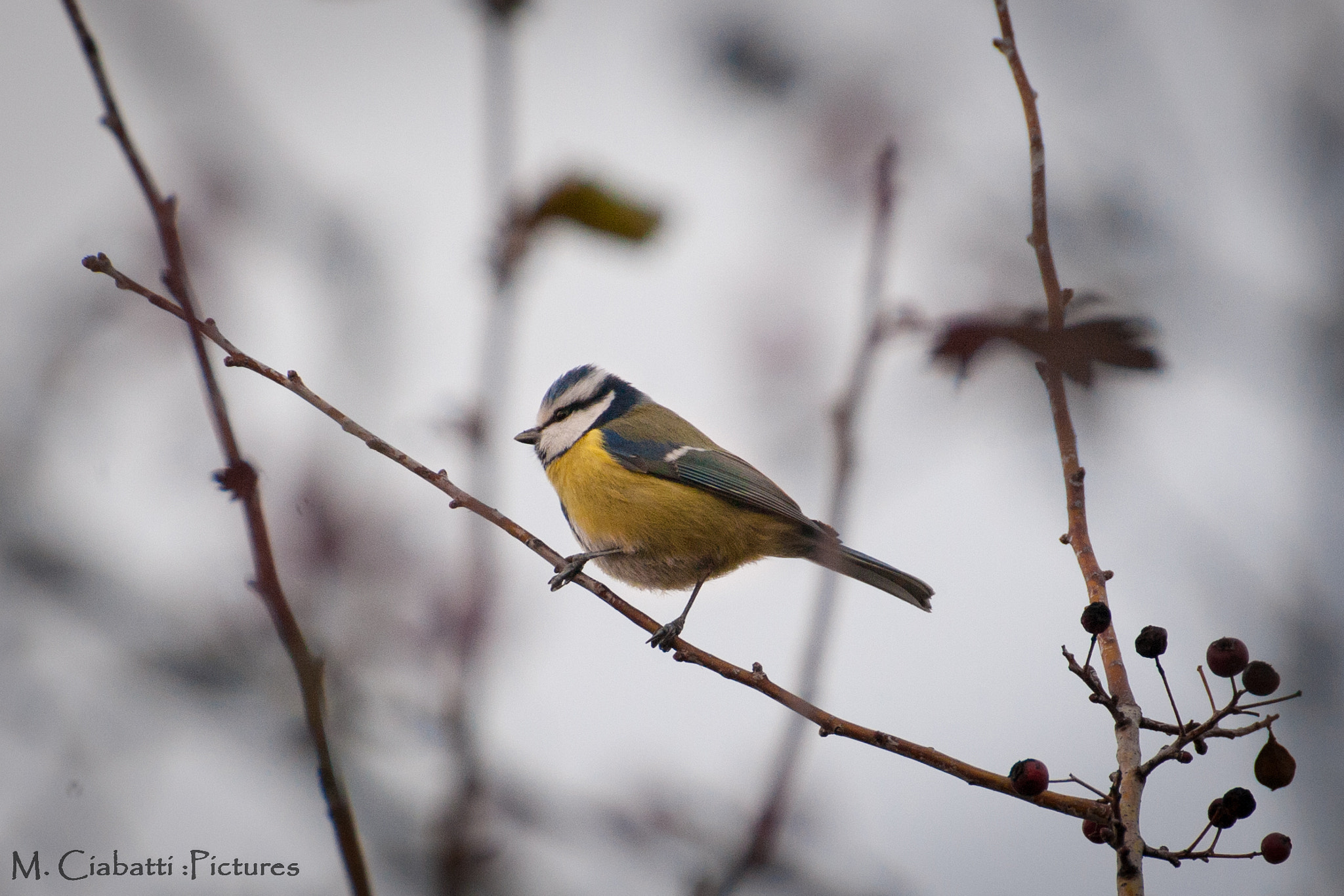 Canon EOS-1D Mark III sample photo. Parus caeruleus photography