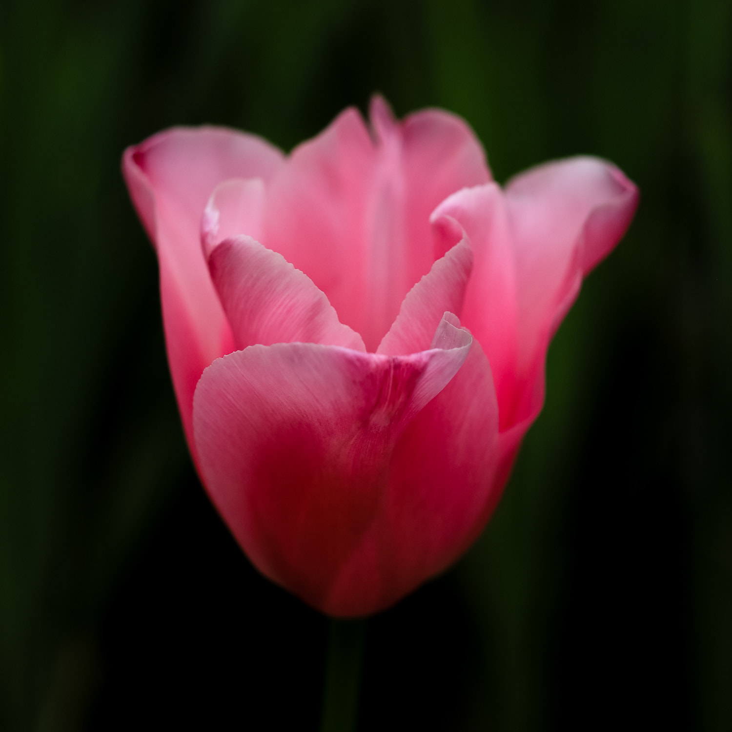ZEISS Makro-Planar T* 50mm F2 sample photo. Floating in the dark photography