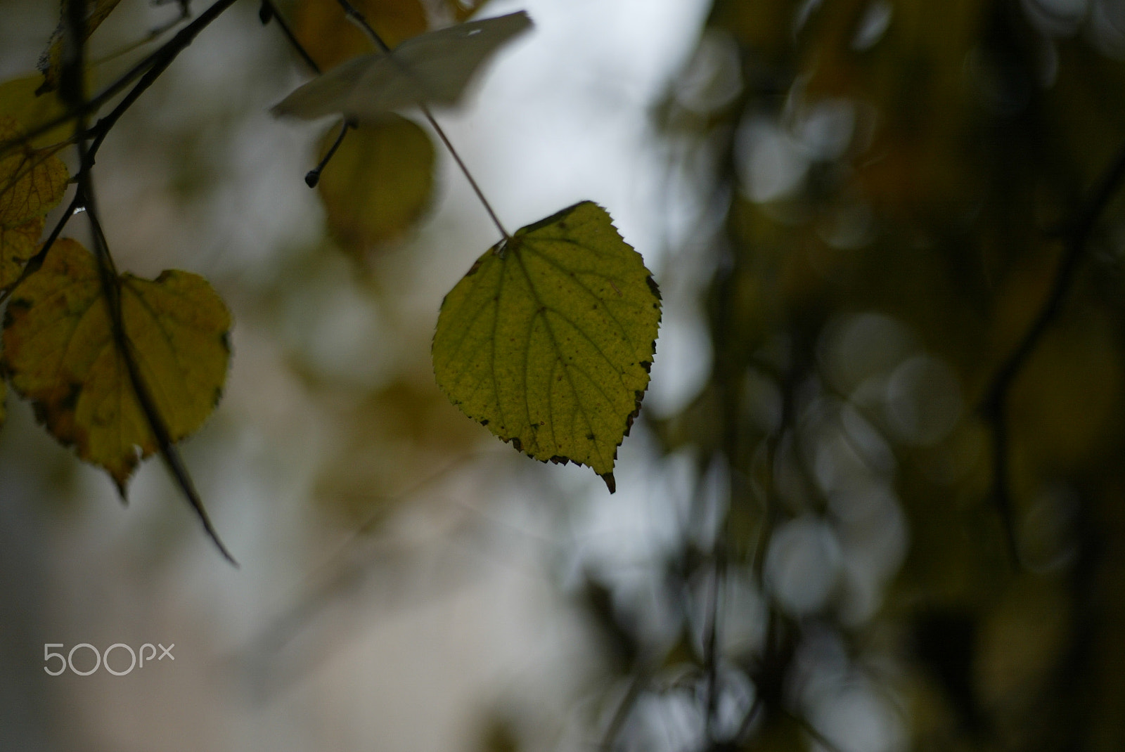 Canon EOS-1D + Canon EF 50mm F1.8 II sample photo. 640f3390.jpg photography