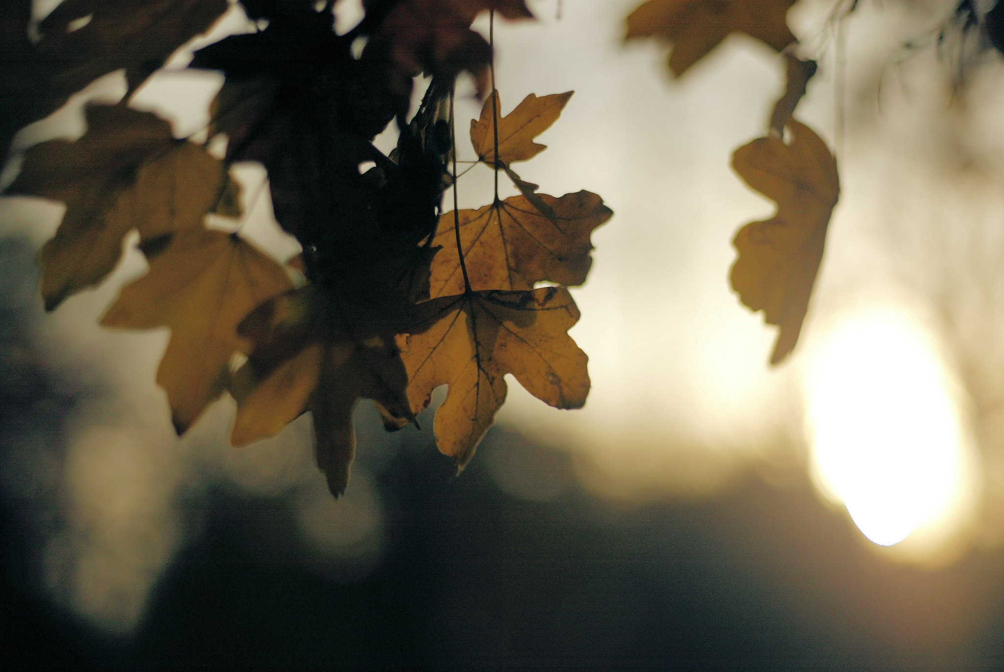 Canon EOS-1D sample photo. 640f4088.jpg photography