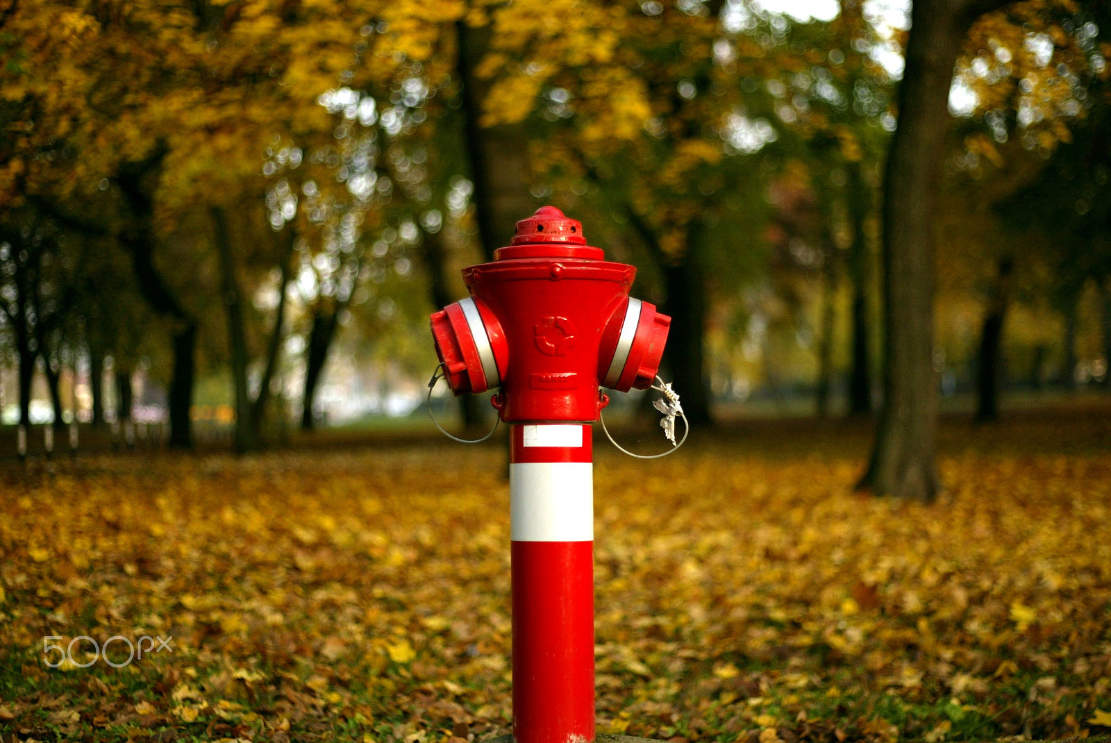 Canon EOS-1D sample photo. 640f4090.jpg photography