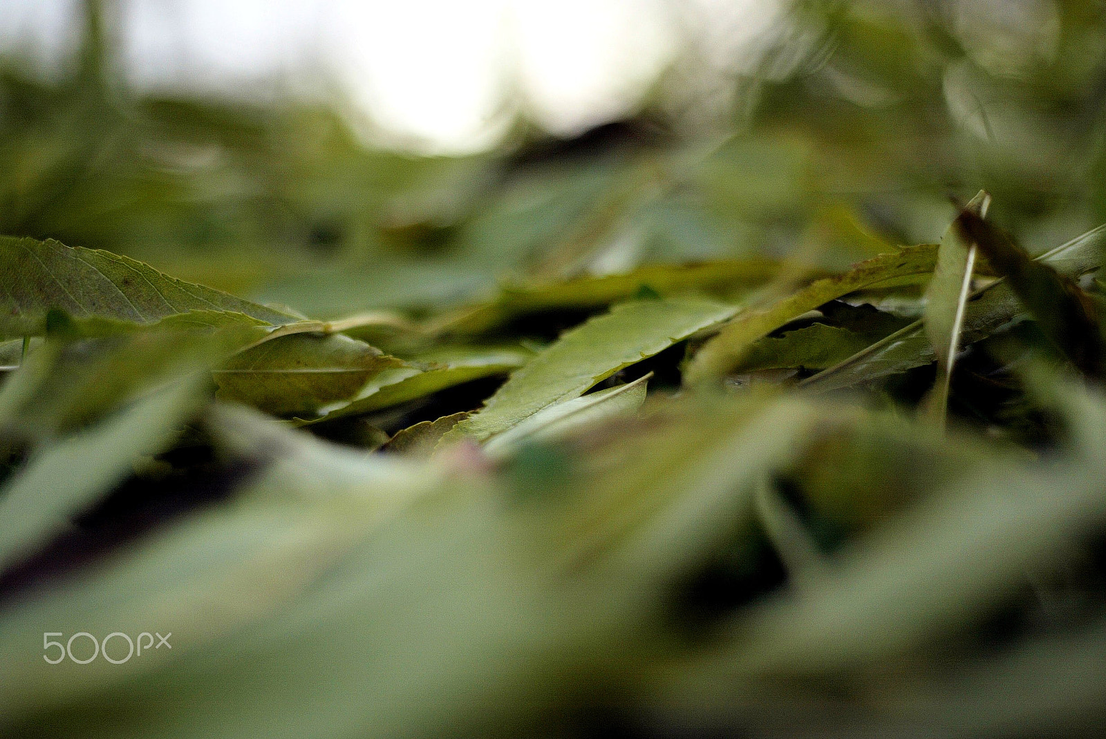Canon EOS-1D sample photo. 640f4180.jpg photography