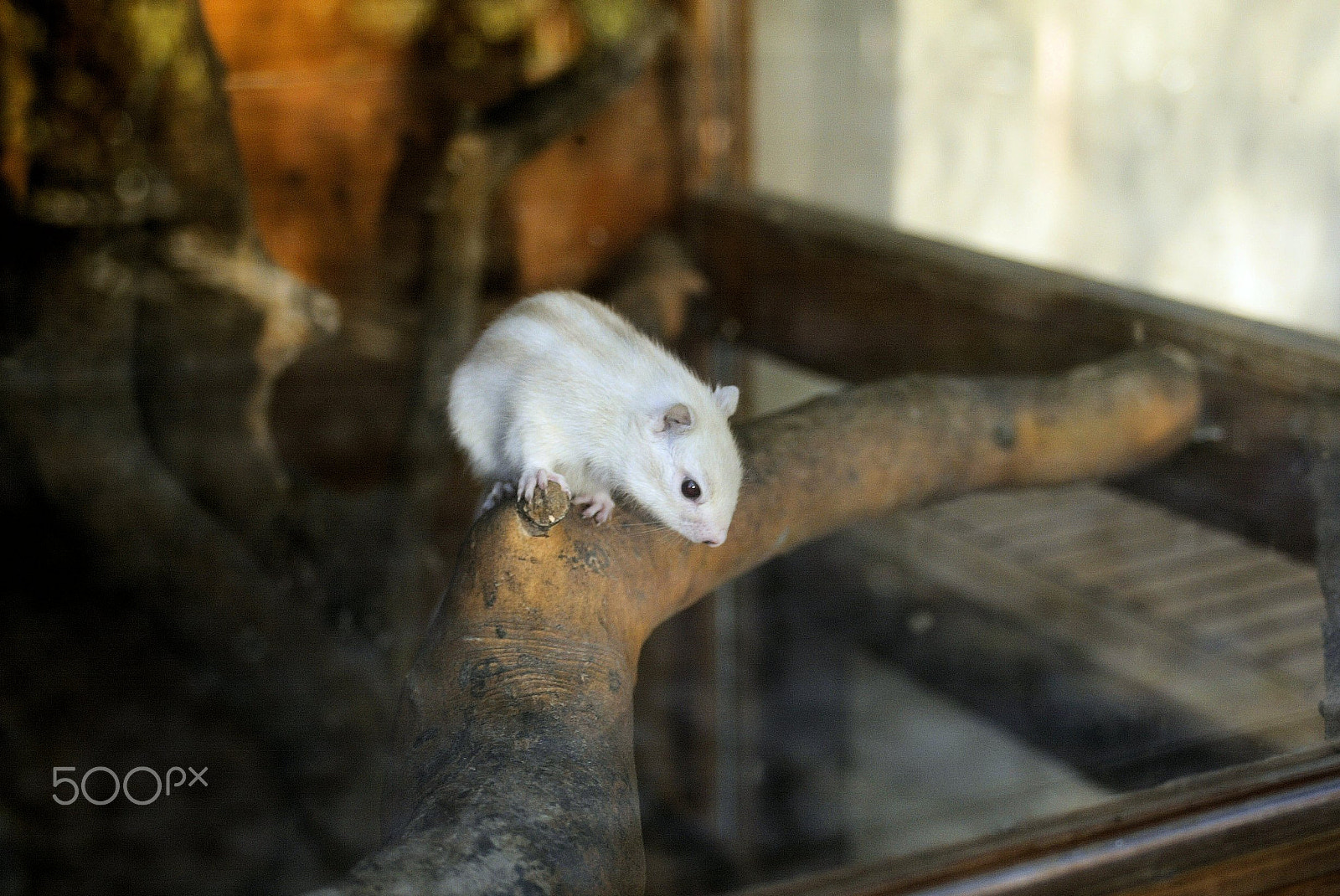 Canon EOS-1D sample photo. 640f4559.jpg photography