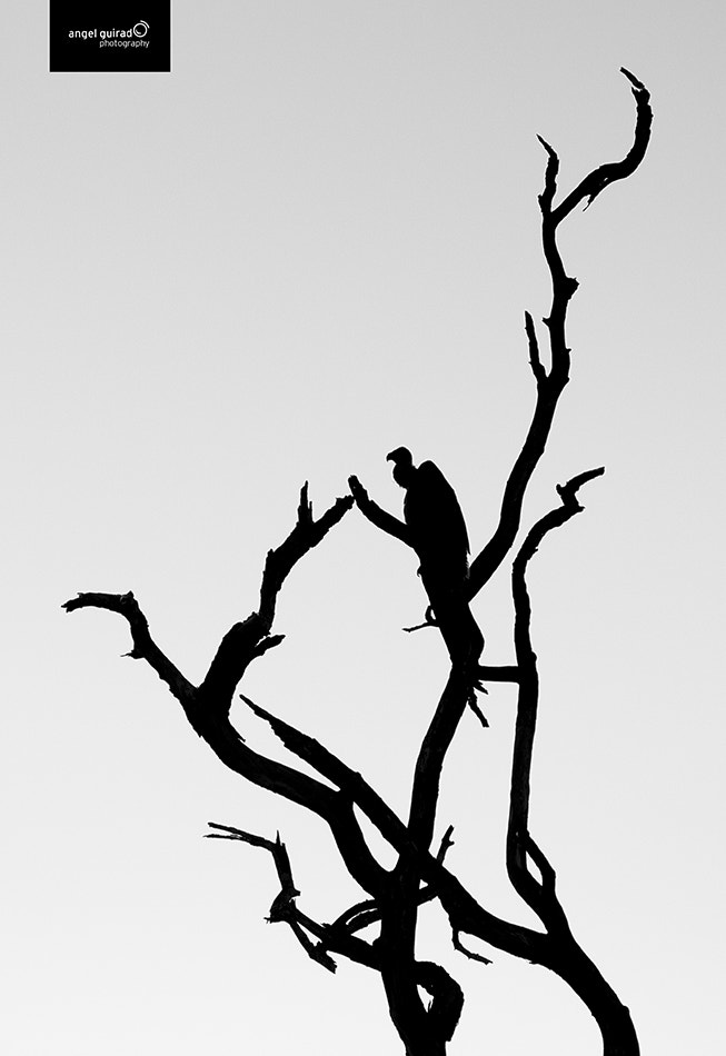 Canon EF 70-300mm F4-5.6L IS USM sample photo. Buitree photography