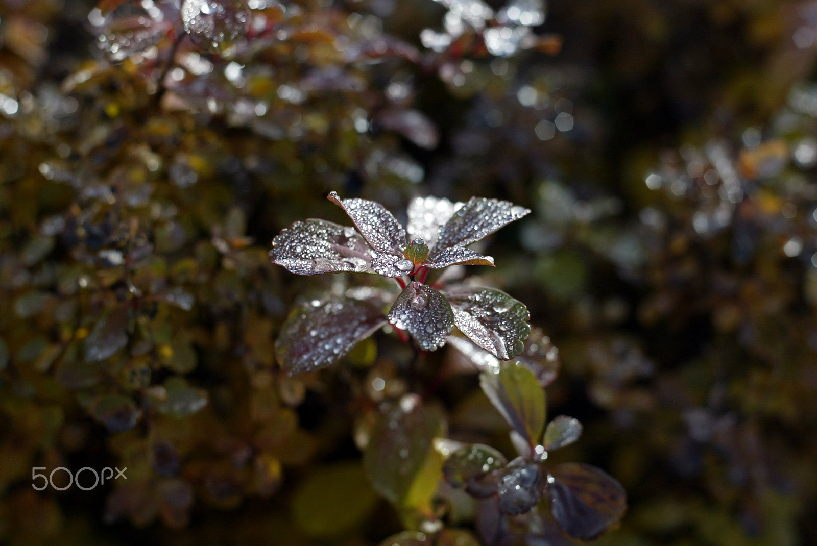 Canon EOS-1D sample photo. 640f3971.jpg photography