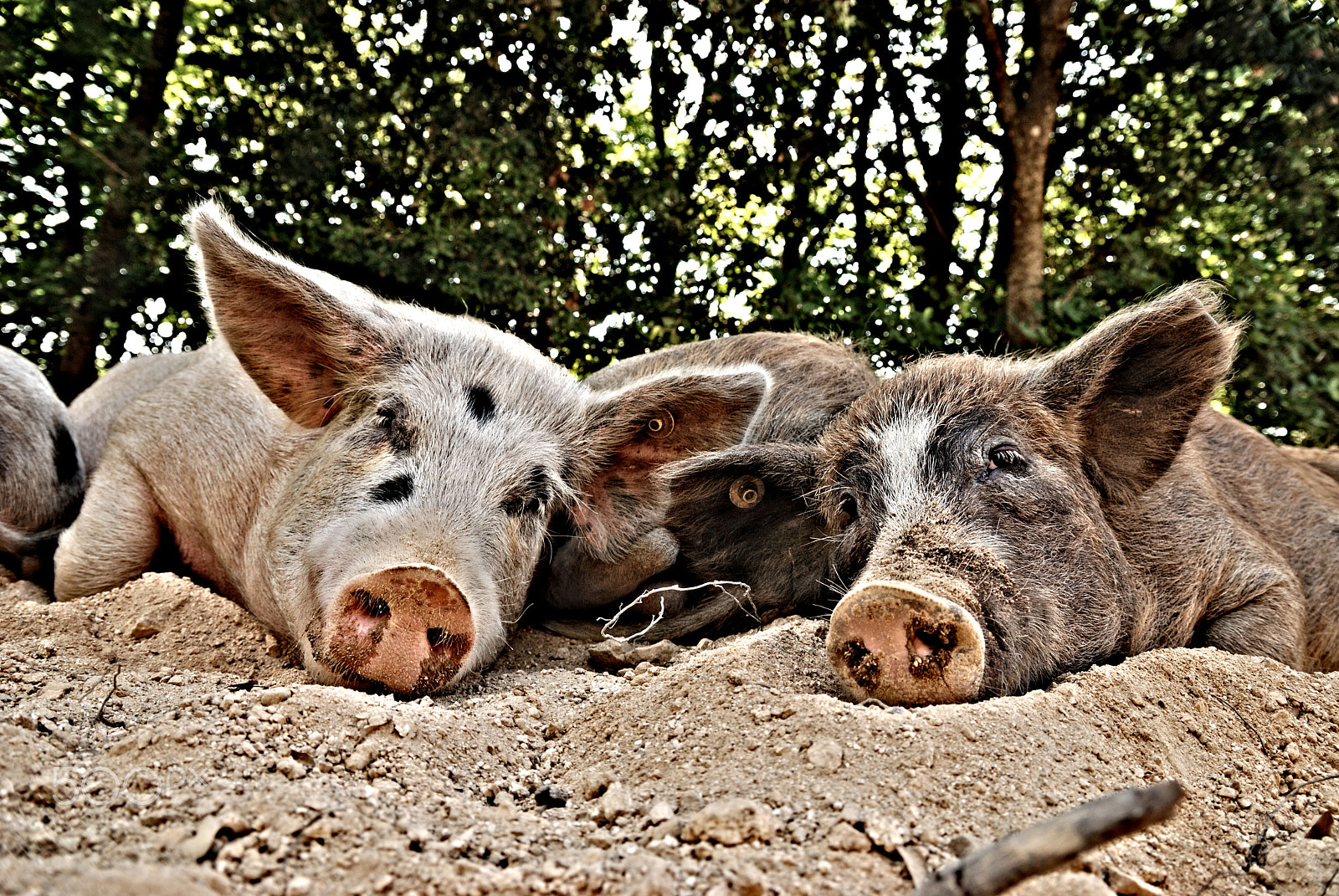 Nikon D80 + Sigma 18-50mm F2.8 EX DC Macro sample photo. Bored pig photography