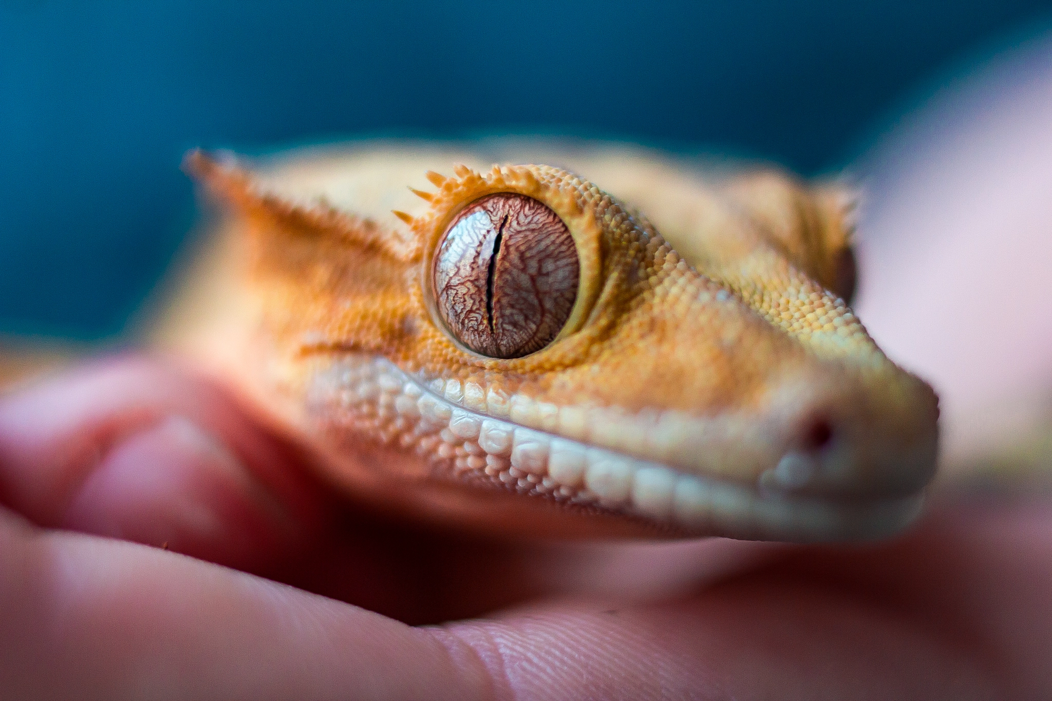 Canon EOS 550D (EOS Rebel T2i / EOS Kiss X4) + Canon EF 35mm F1.4L USM sample photo. Gecko in hand photography