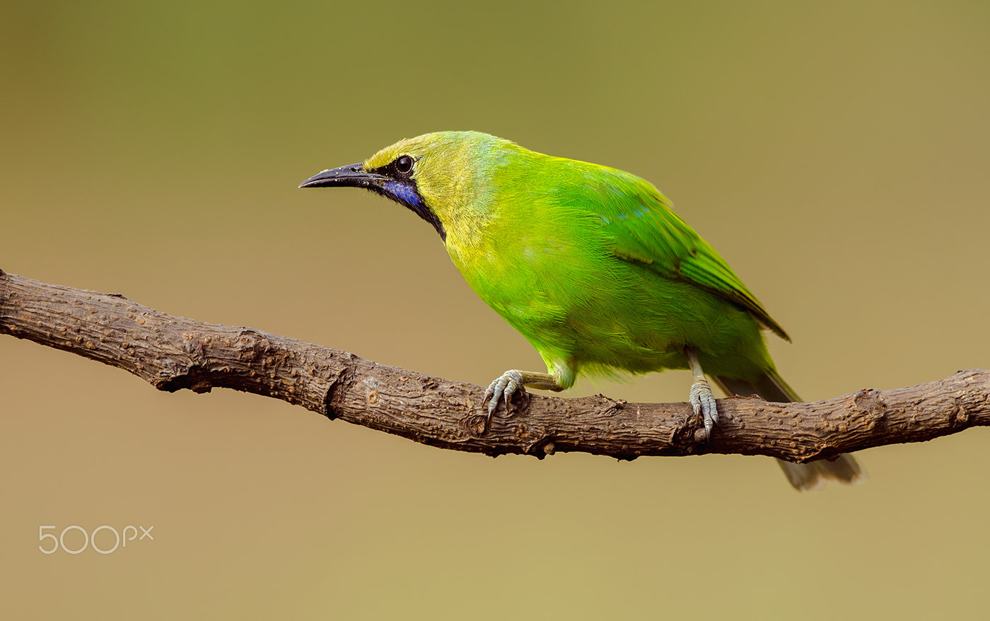 Nikon D7000 + Nikon AF-S Nikkor 500mm F4G ED VR sample photo. Jerdons leafbird male photography