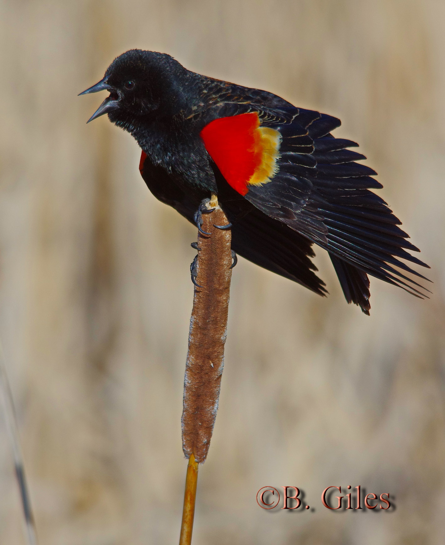 Sigma 150-500mm F5-6.3 DG OS HSM sample photo. The display photography
