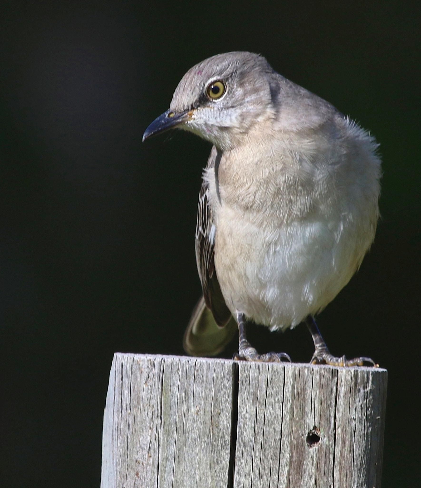 Canon EF 100-400mm F4.5-5.6L IS USM sample photo. Bird on a post photography