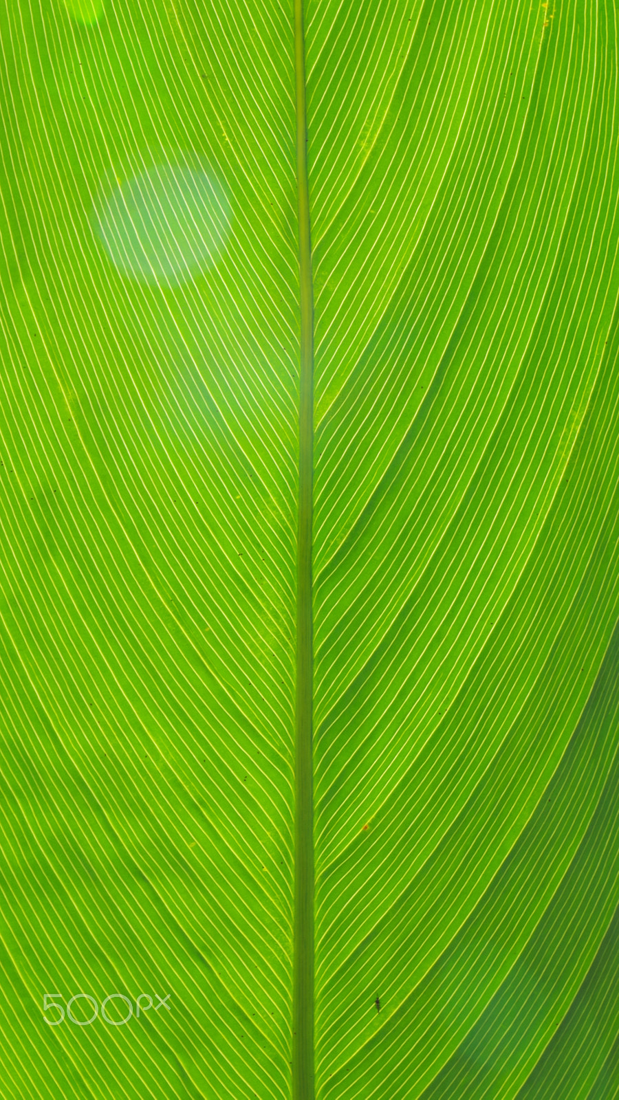 Pentax K-01 sample photo. Greenest leaf. photography