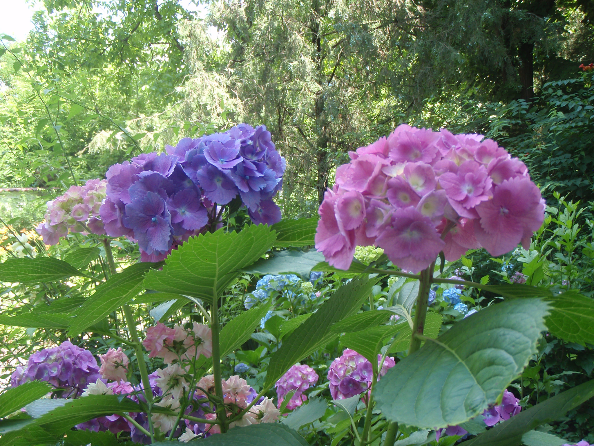Olympus u850SW,S850SW sample photo. Wonderful hydrangeas photography
