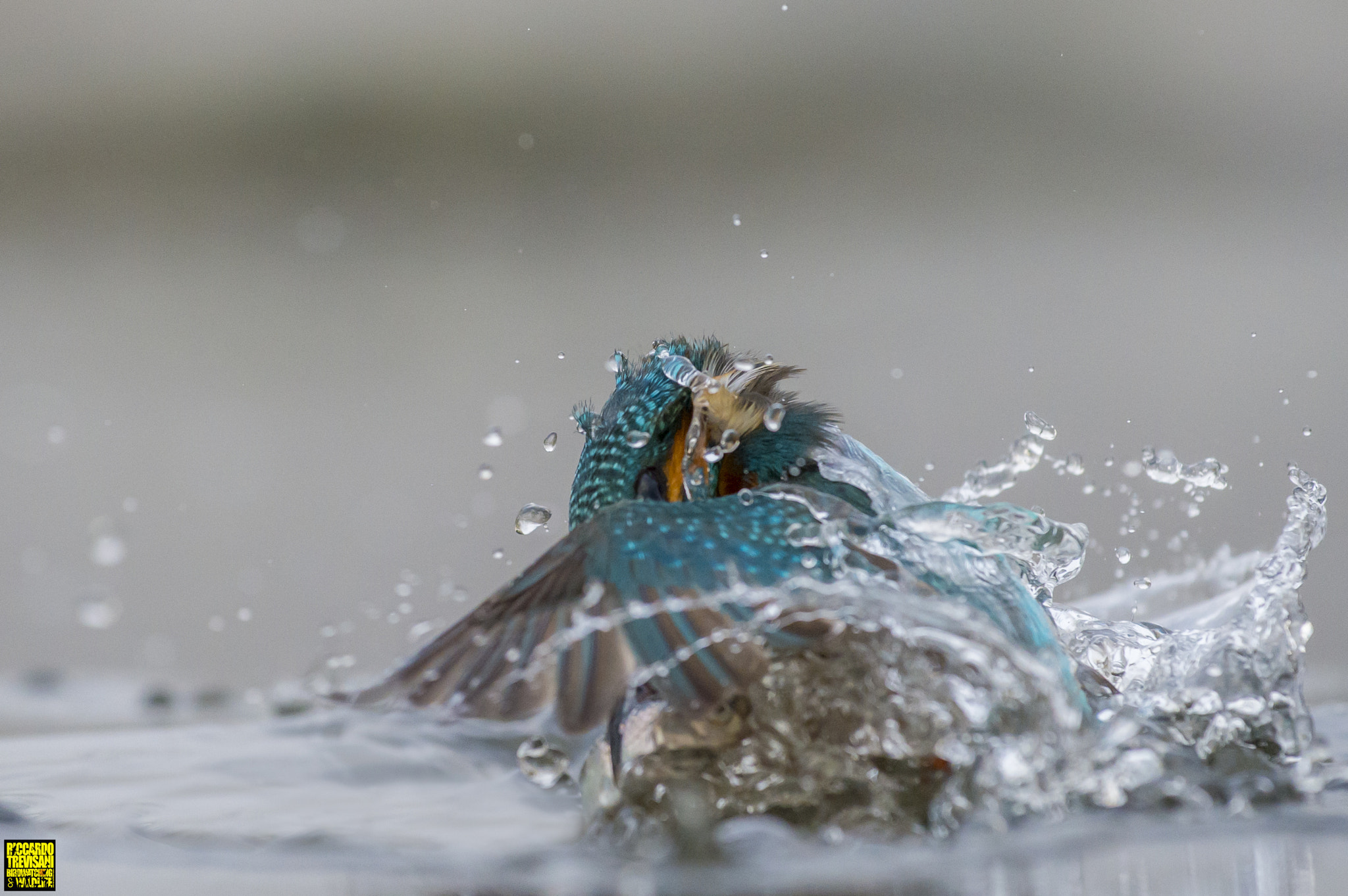Nikon AF-S Nikkor 70-200mm F4G ED VR sample photo. Kingfisher   in the fog photography
