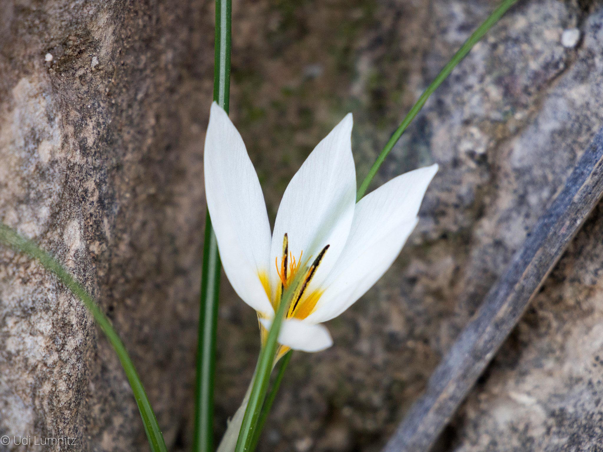 Olympus PEN E-PM2 + Tamron 14-150mm F3.5-5.8 Di III sample photo. Amaryllis between the rocks photography