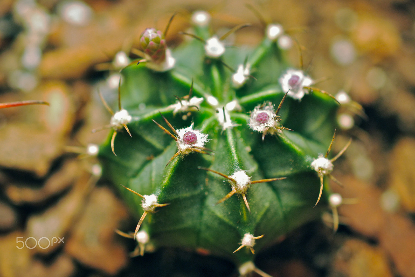 Nikon AF-S DX Micro Nikkor 40mm F2.8 sample photo. Gymnocalycium mihanovichii photography
