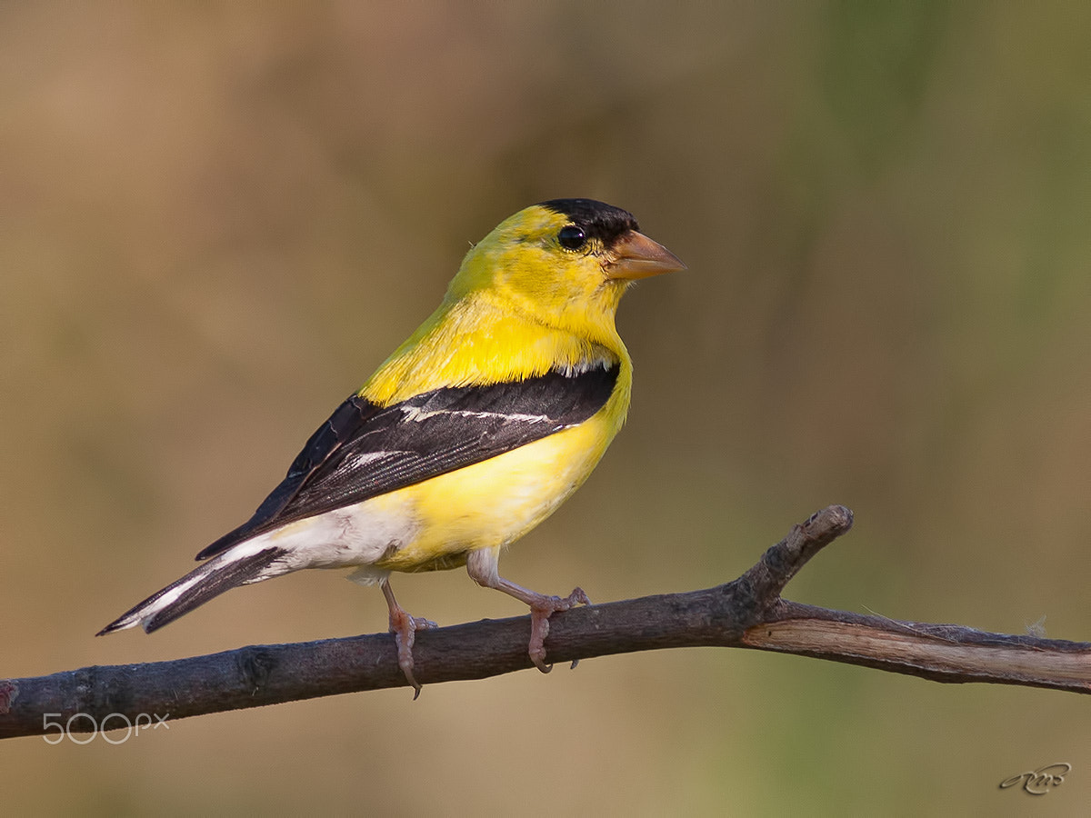 Canon EOS 40D + Canon EF 400mm F5.6L USM sample photo. American goldfinch photography