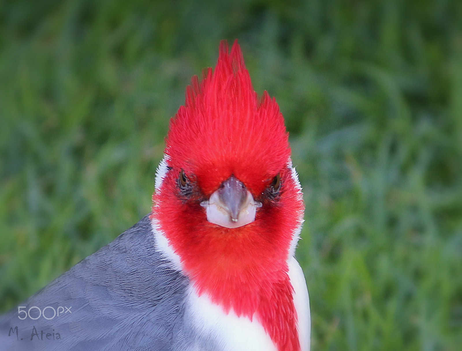 Canon EOS 100D (EOS Rebel SL1 / EOS Kiss X7) sample photo. Angry bird photography