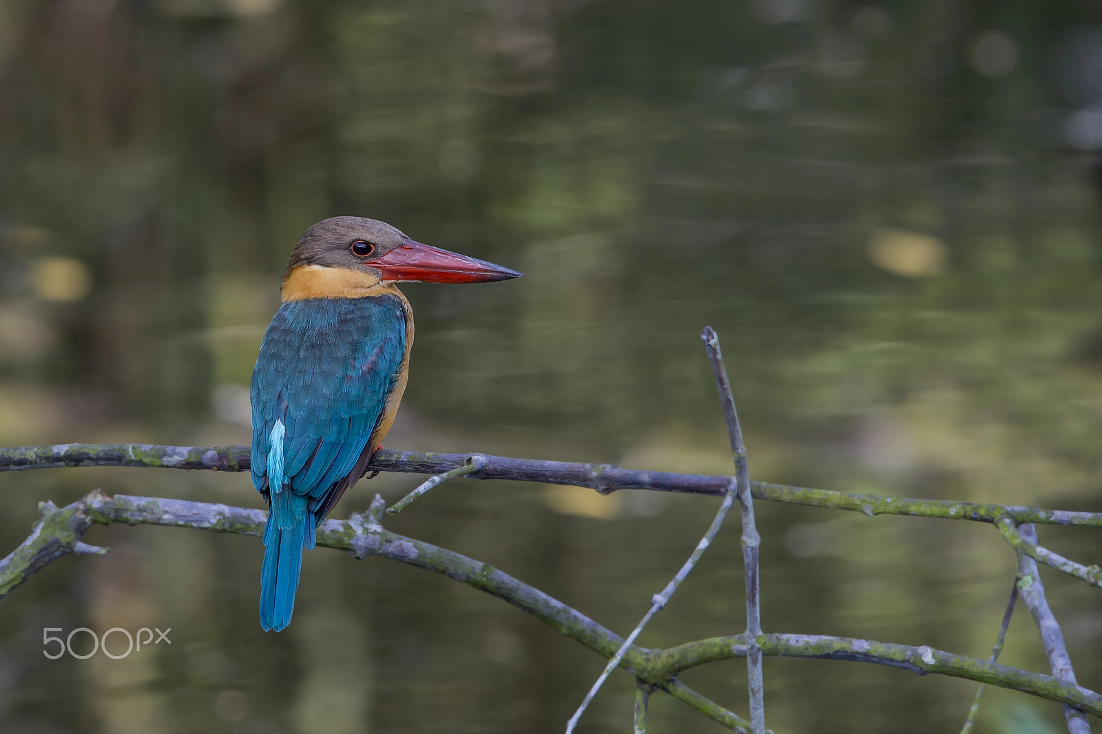 Nikon D4 sample photo. Stork billed kingfisher photography