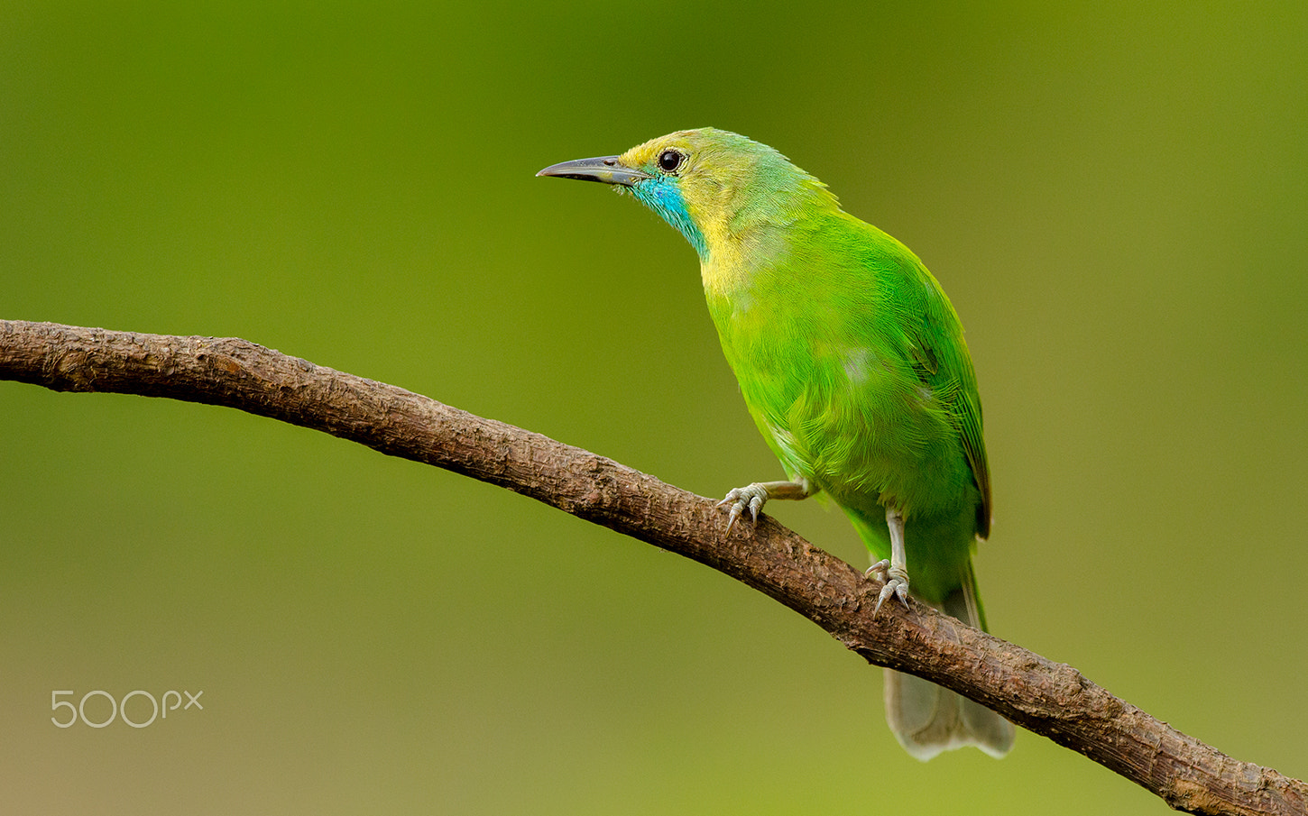 Nikon D7000 + Nikon AF-S Nikkor 500mm F4G ED VR sample photo. Jerdons leafbird female photography