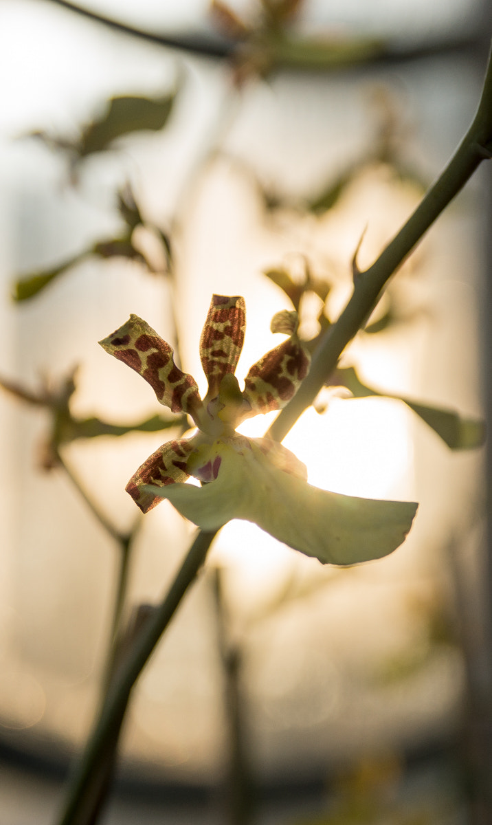 Sony SLT-A77 + 17-50mm F2.8 sample photo. Orchidee im gegenlicht photography