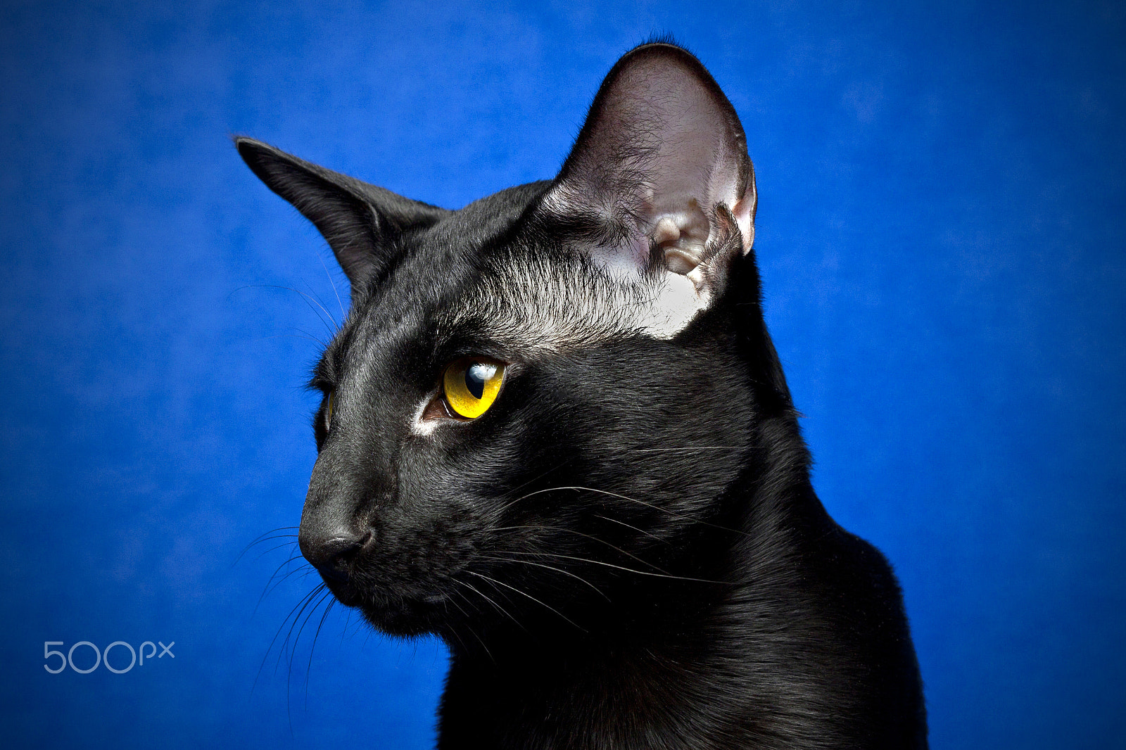 Canon EOS 50D + Canon EF 100mm F2.8 Macro USM sample photo. Mario photography
