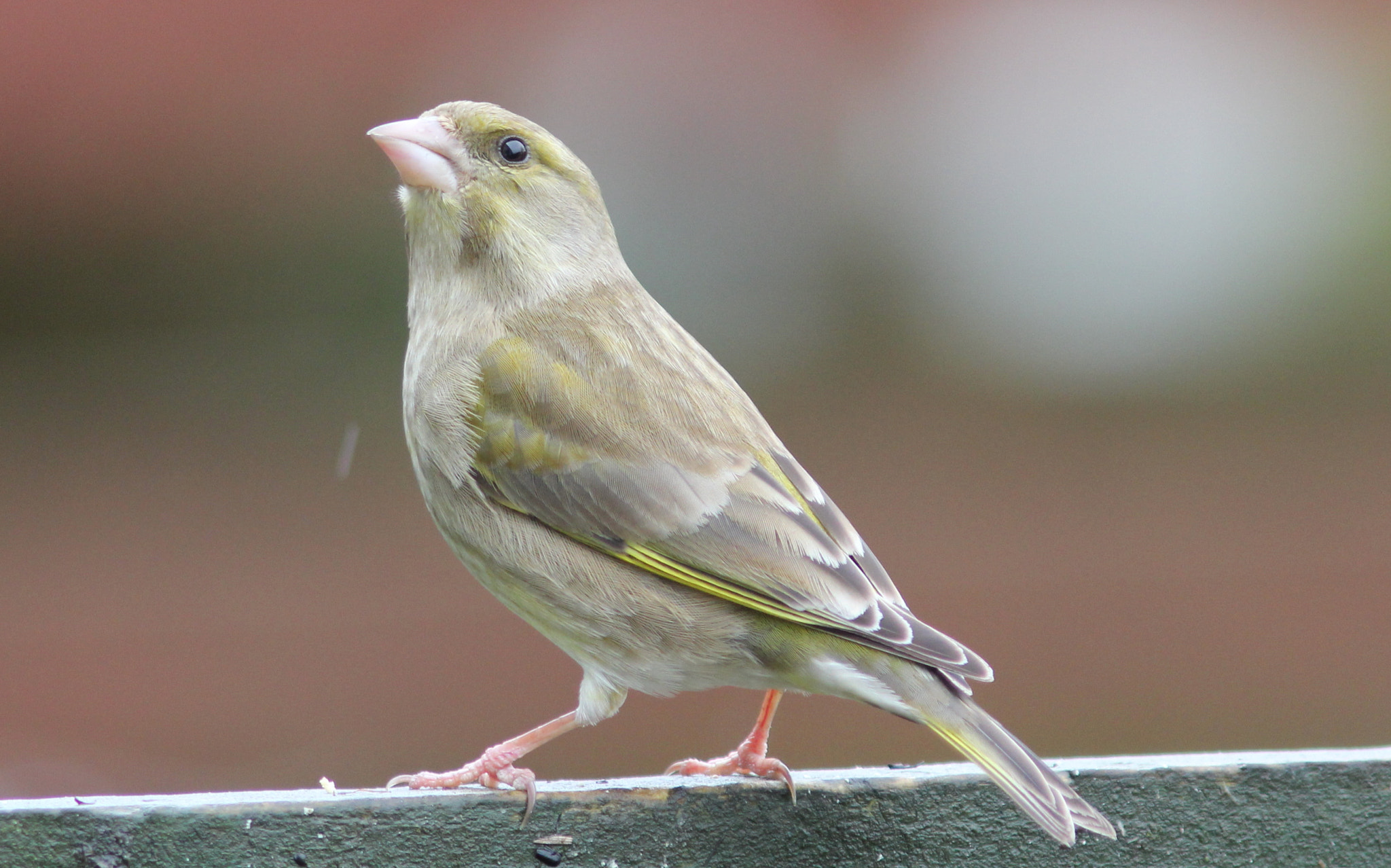 Canon EF 300mm F4L IS USM sample photo. Greenfinch 1 photography
