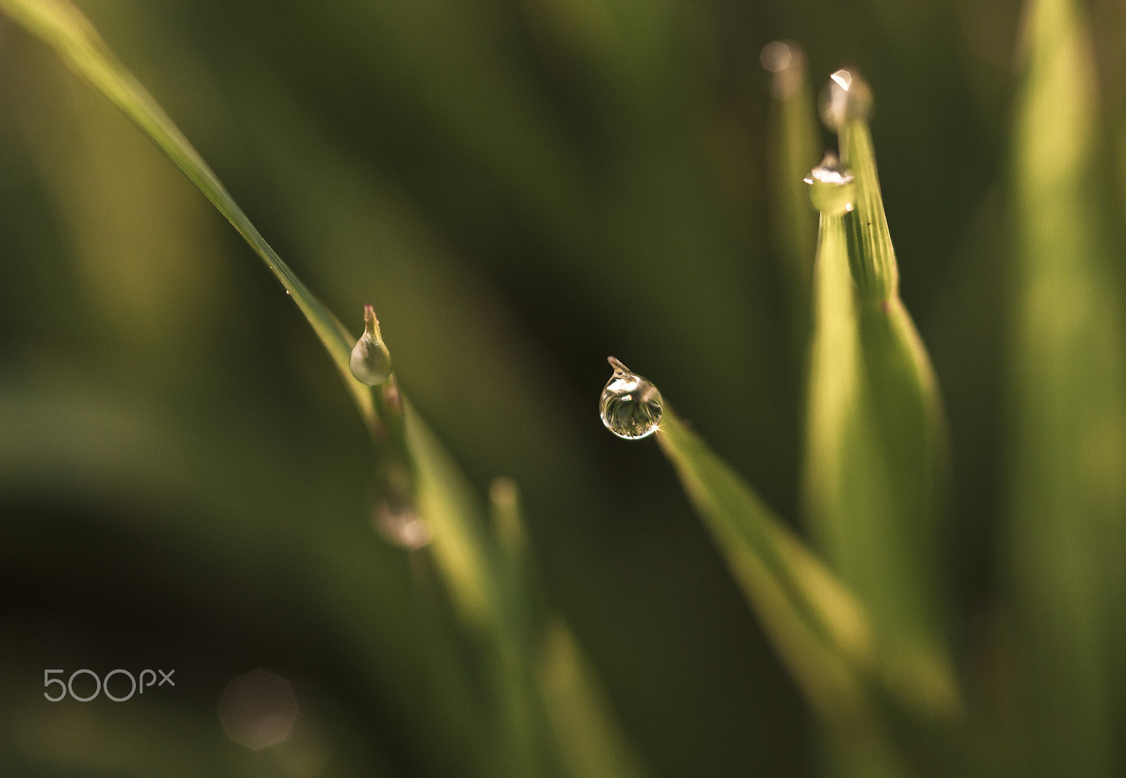 Canon EOS 600D (Rebel EOS T3i / EOS Kiss X5) + Sigma 105mm F2.8 EX DG Macro sample photo. Balance photography