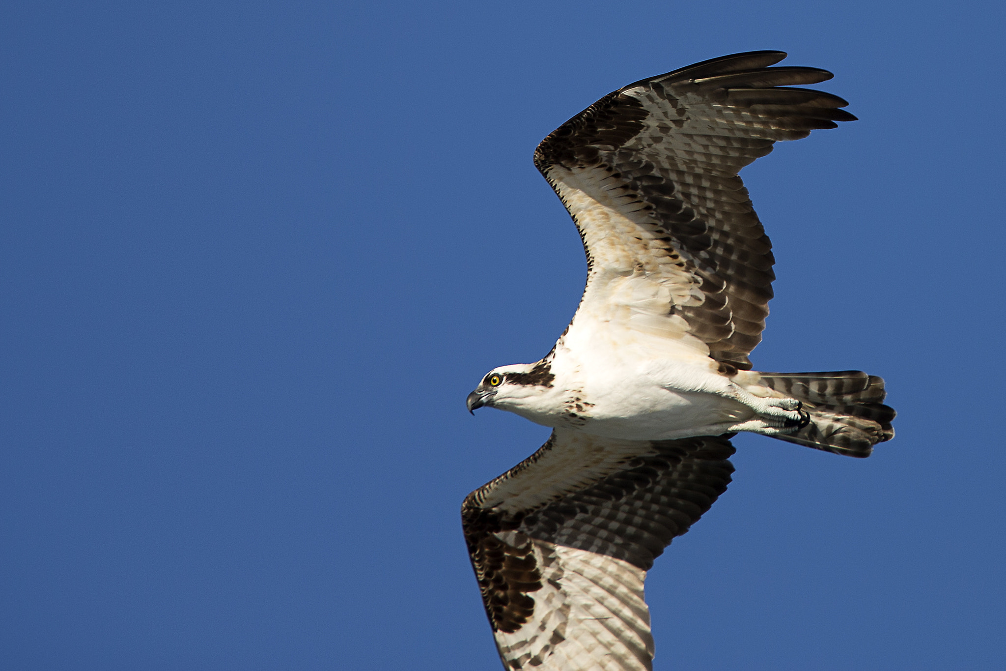 Canon EF 300mm F2.8L IS II USM sample photo. Osprey in flight photography