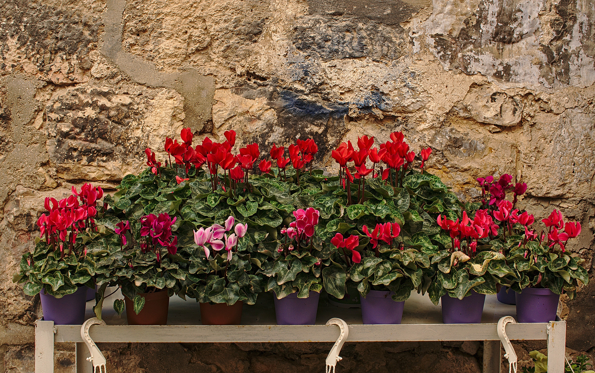 Sony Alpha NEX-5N + Sigma 30mm F2.8 EX DN sample photo. Cyclamen photography