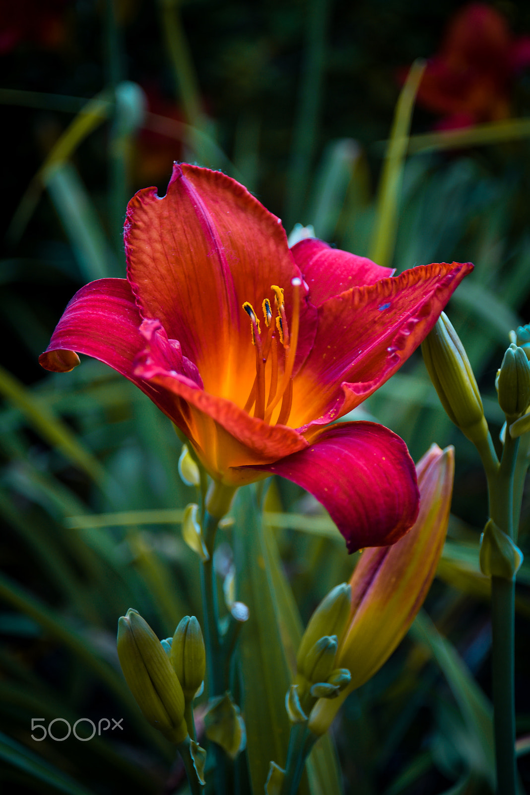 AF Zoom-Nikkor 28-80mm f/3.3-5.6G sample photo. Red flower. nature photography