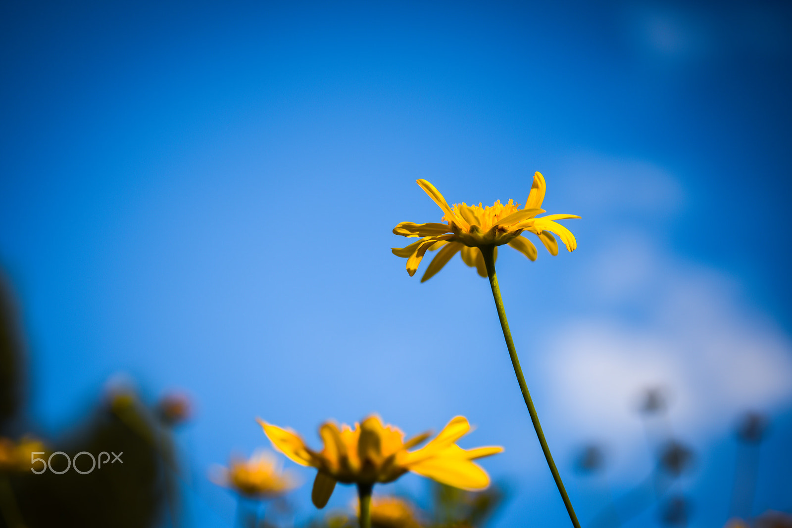 AF Zoom-Nikkor 28-80mm f/3.3-5.6G sample photo. Yellow flowers, blue sky. photography