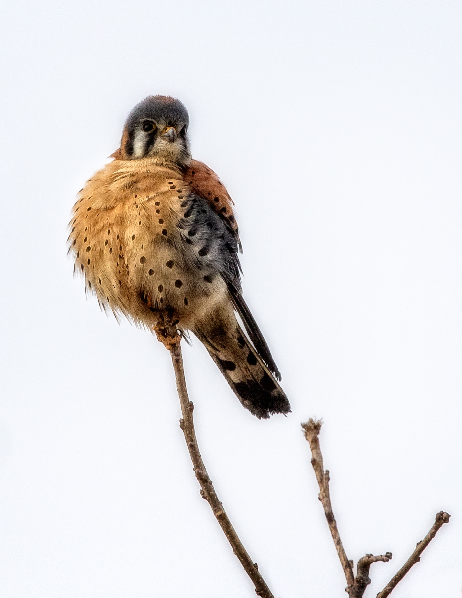Canon EF 300mm F2.8L IS II USM sample photo. Kestrel photography