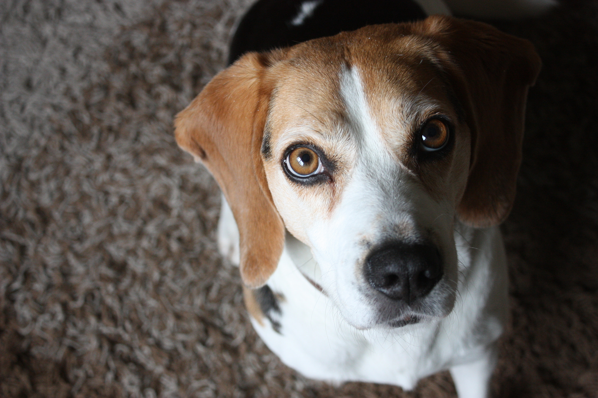 Canon EOS 450D (EOS Rebel XSi / EOS Kiss X2) + Canon EF 28mm F2.8 sample photo. __the cutest beagle of the world. ❤️ photography
