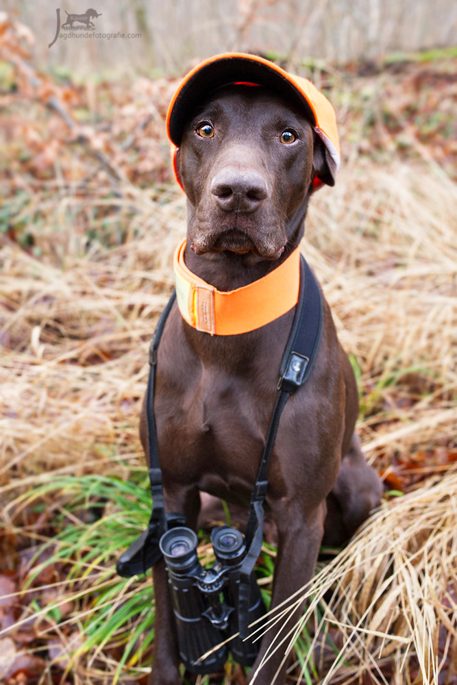Nikon D3S + Sigma 35mm F1.4 DG HSM Art sample photo. German shorthaired pointer -faust photography