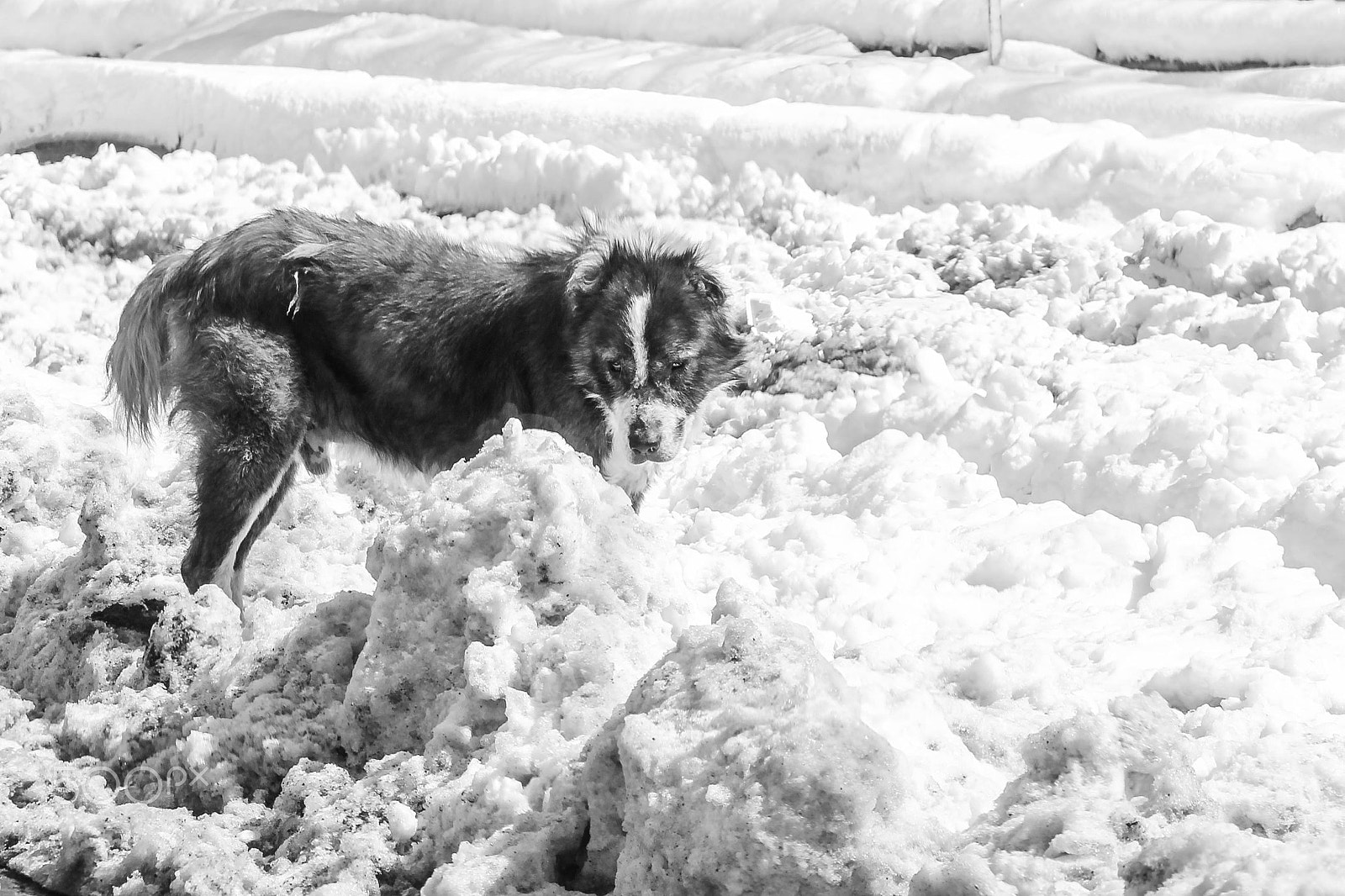 Canon EOS 550D (EOS Rebel T2i / EOS Kiss X4) + Canon EF 28-90mm f/4-5.6 sample photo. Dog in the snow photography