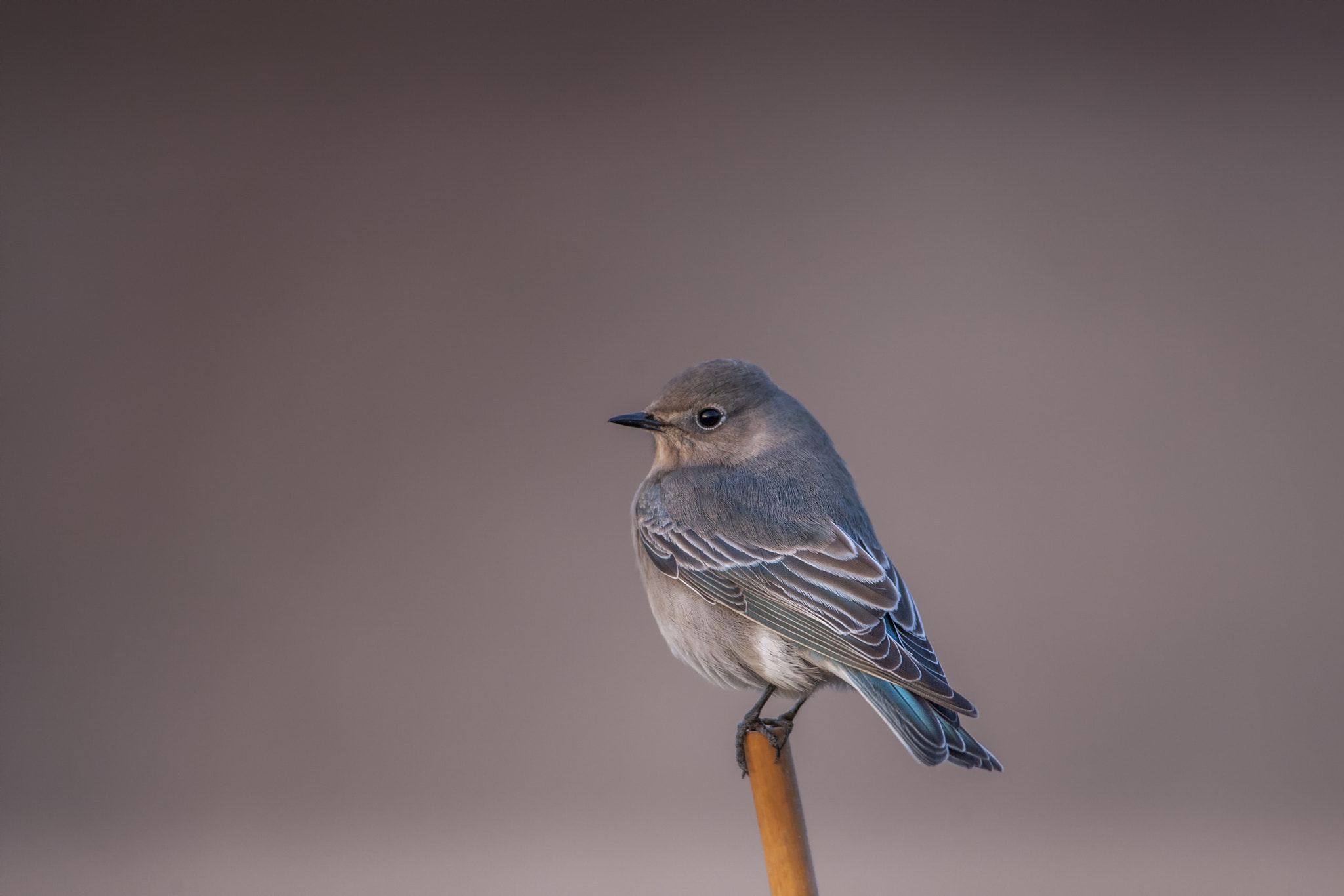 Canon EF 500mm F4L IS USM sample photo. Mountain bluebird photography