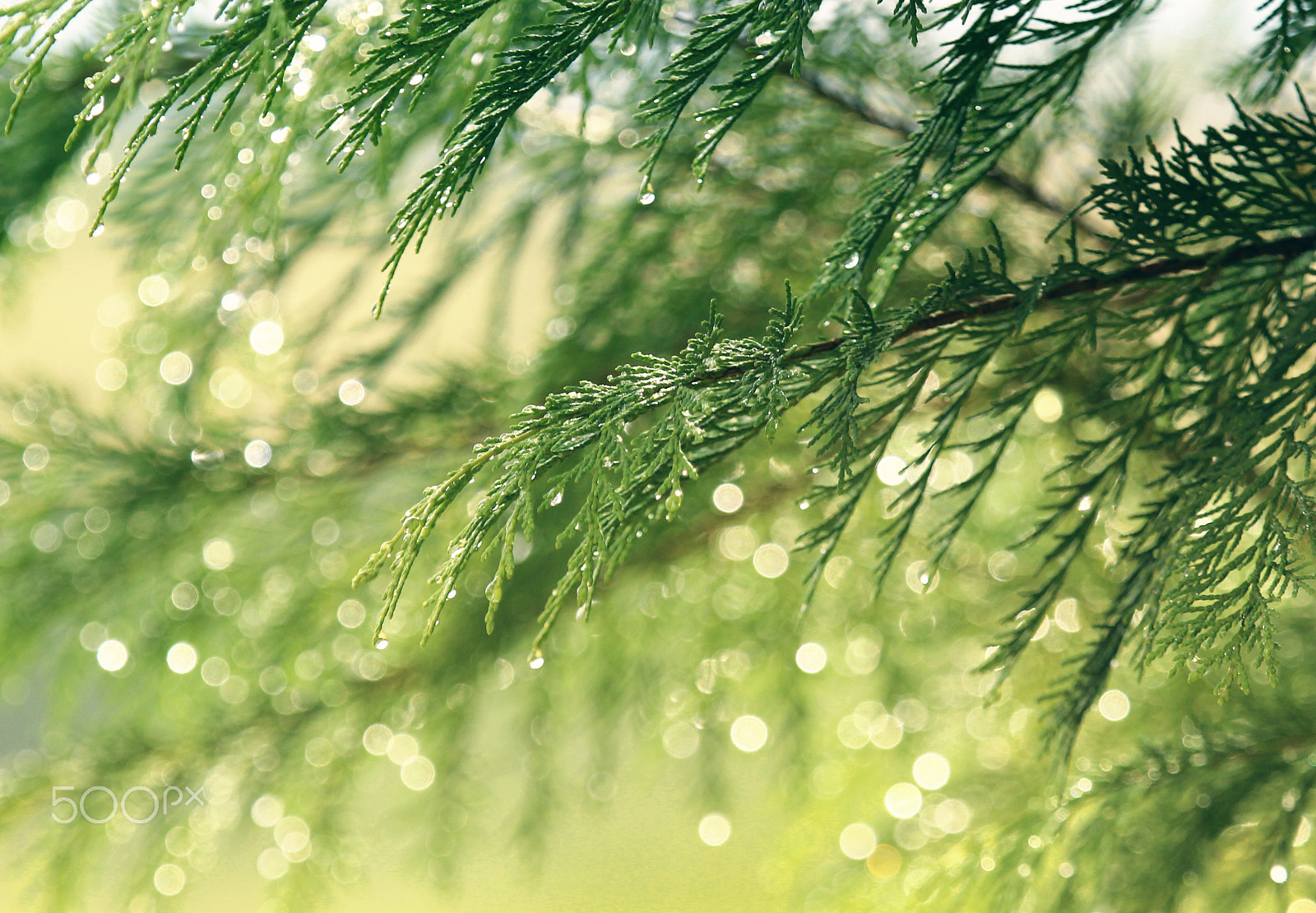 Canon EOS 600D (Rebel EOS T3i / EOS Kiss X5) sample photo. Spruce branch photography
