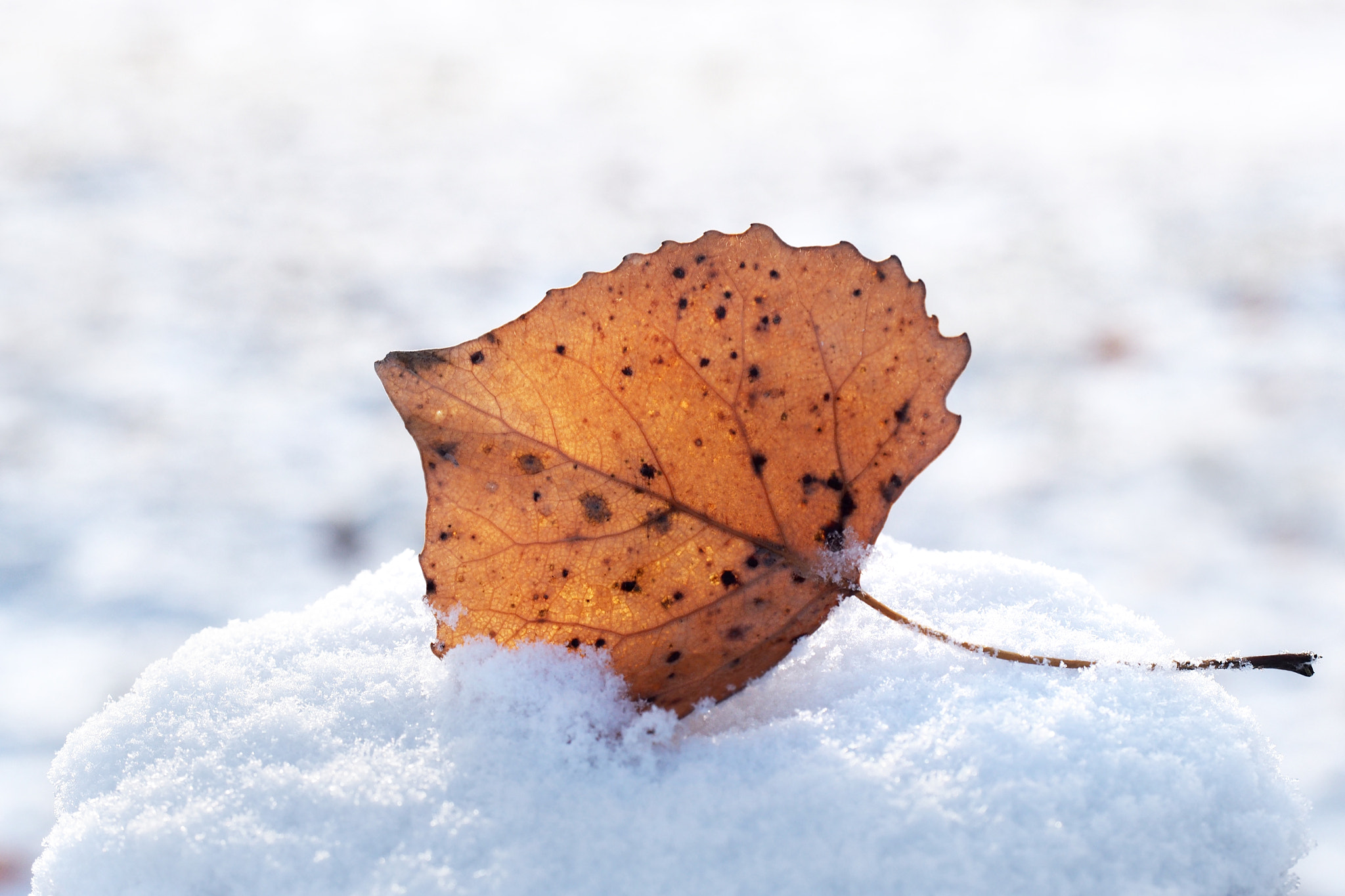 Olympus PEN E-PM2 sample photo. Snow leaf photography