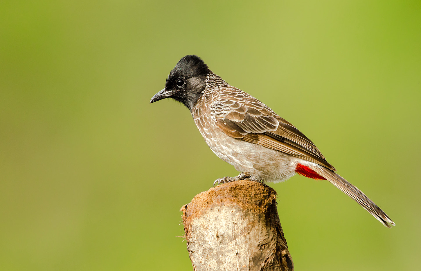 Nikon D7000 + Nikon AF-S Nikkor 500mm F4G ED VR sample photo. Red vented bulbul photography