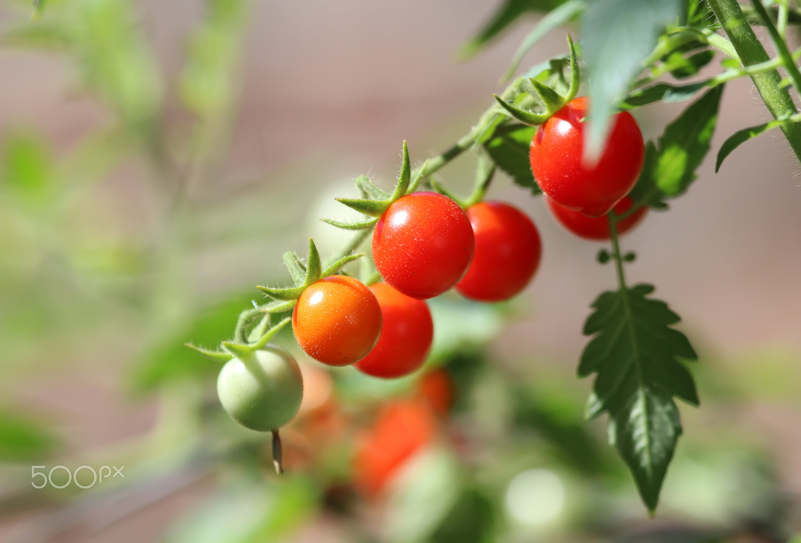 Canon EOS 600D (Rebel EOS T3i / EOS Kiss X5) sample photo. Cherry tomatoes photography