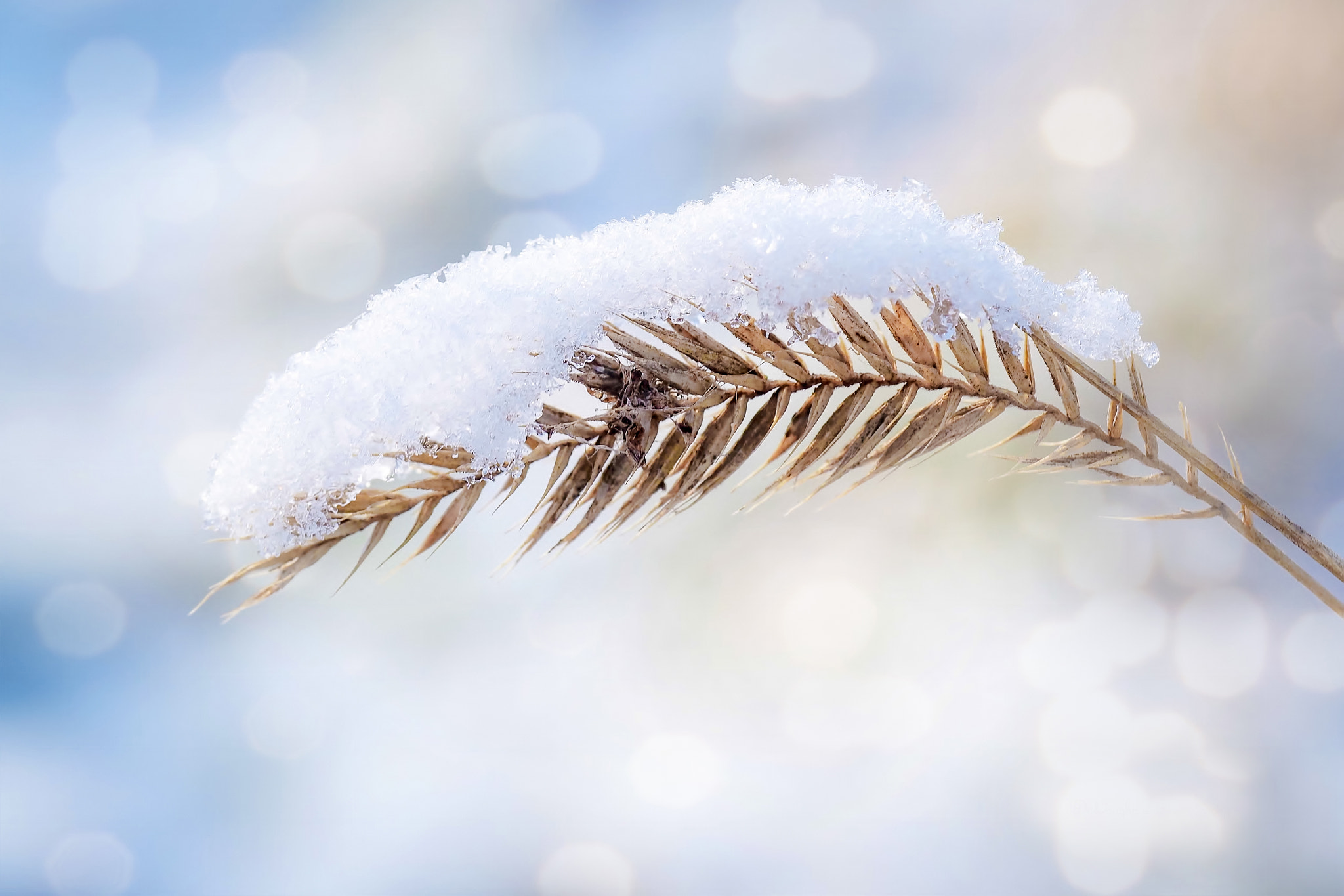 Olympus PEN E-PM2 sample photo. Winter has fallen photography