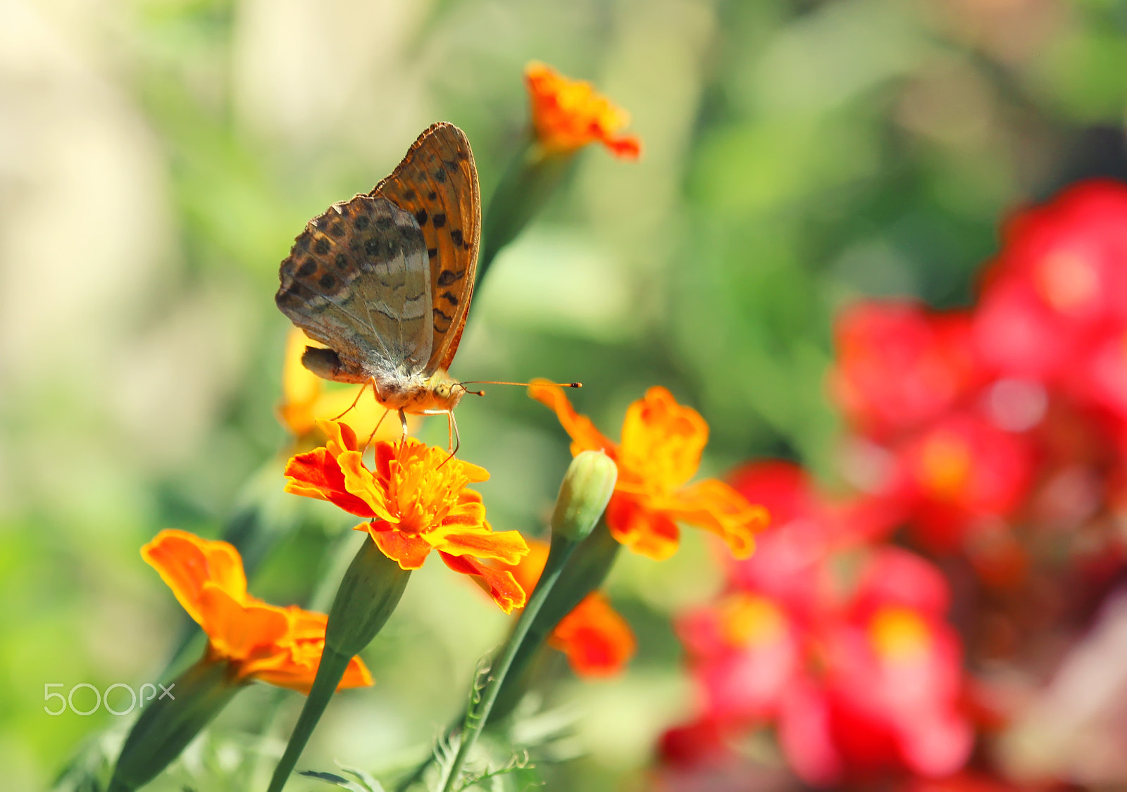 Canon EOS 600D (Rebel EOS T3i / EOS Kiss X5) sample photo. Butterfly in nature photography